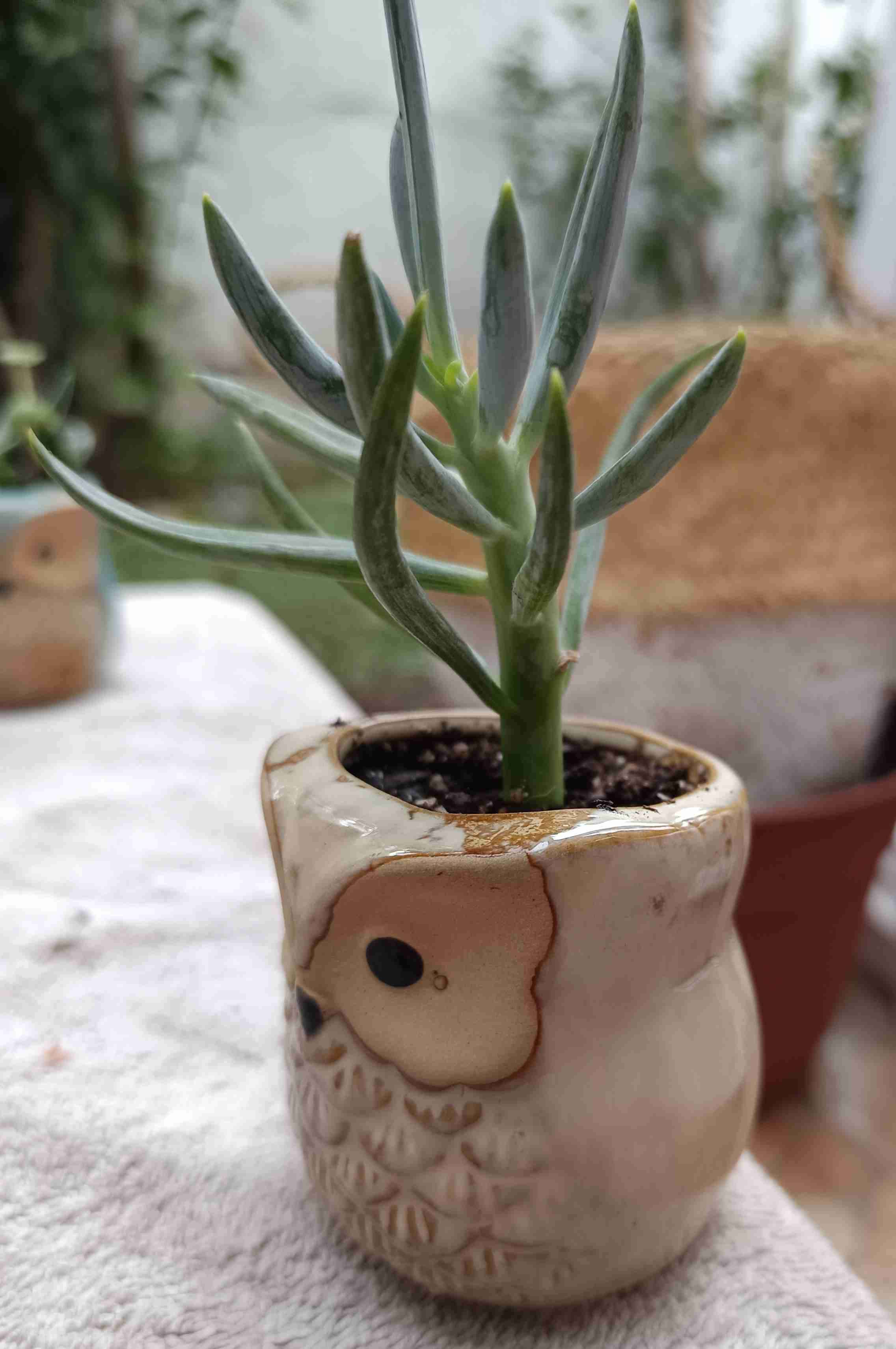 Macetero búho cerámico con suculenta Regalo mamá - miniatura 2