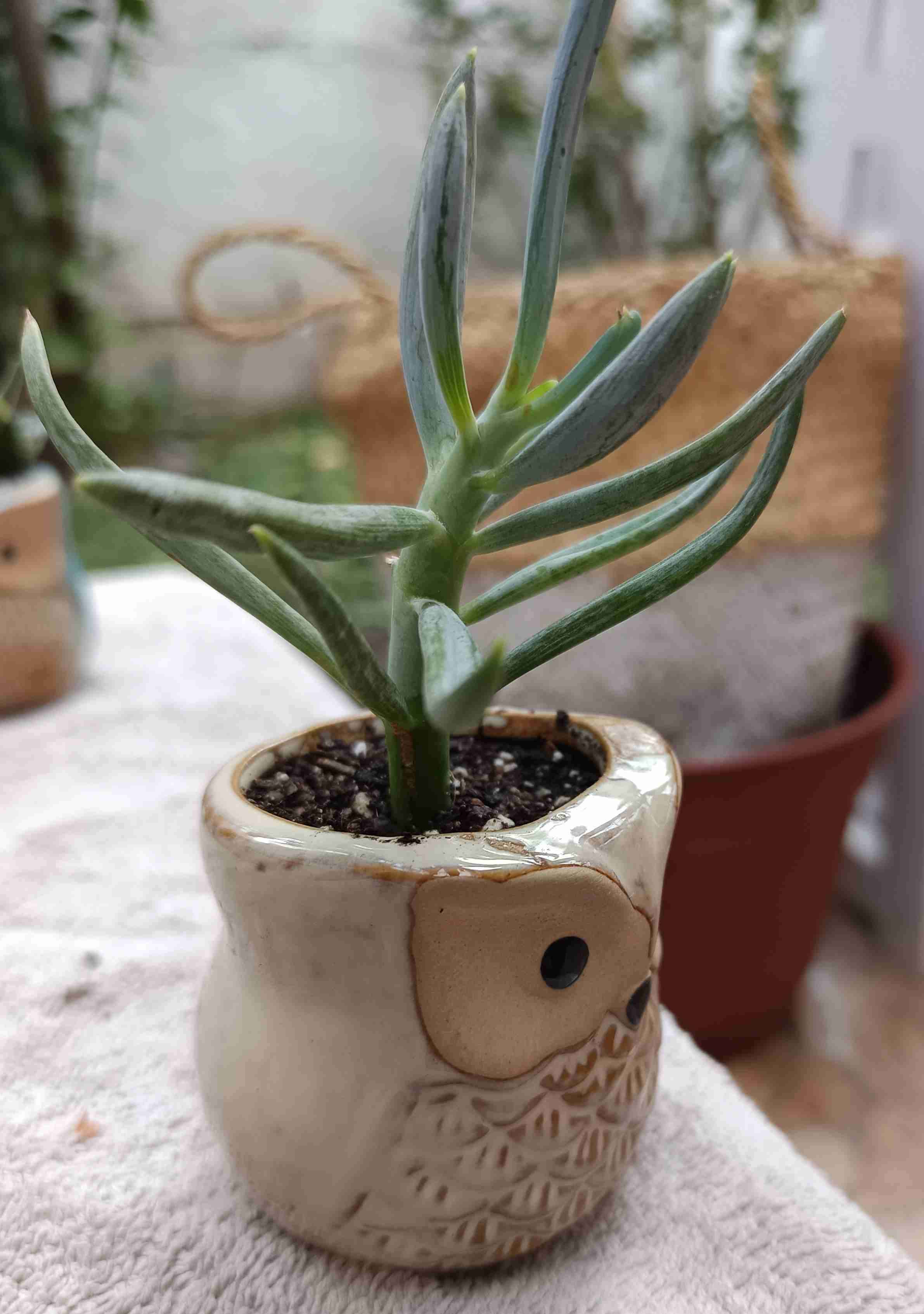 Macetero búho cerámico con suculenta Regalo mamá - miniatura 3