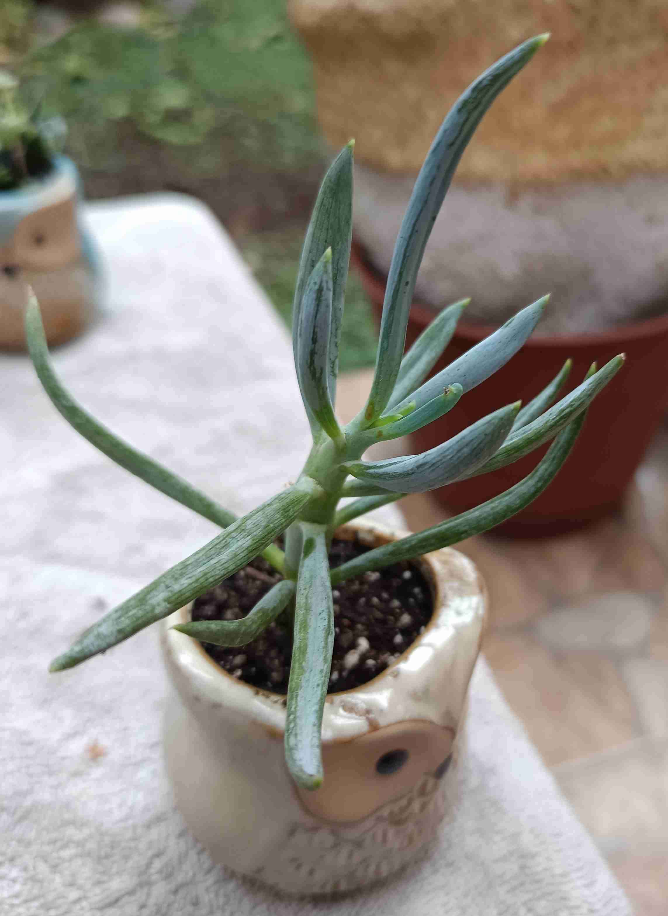 Macetero búho cerámico con suculenta Regalo mamá - miniatura 4