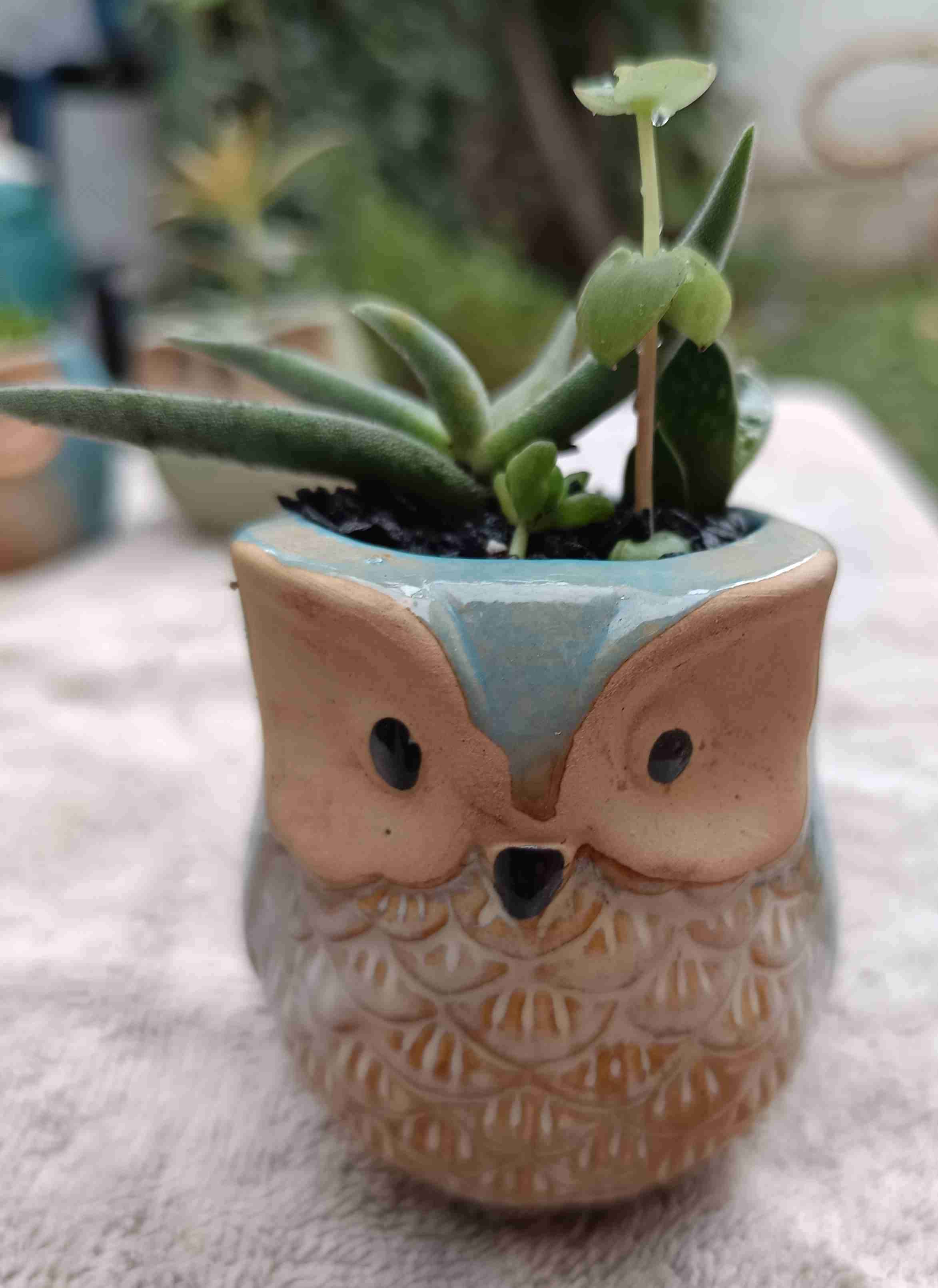 Macetero de cerámica búho. Regalo mamá - miniatura 1