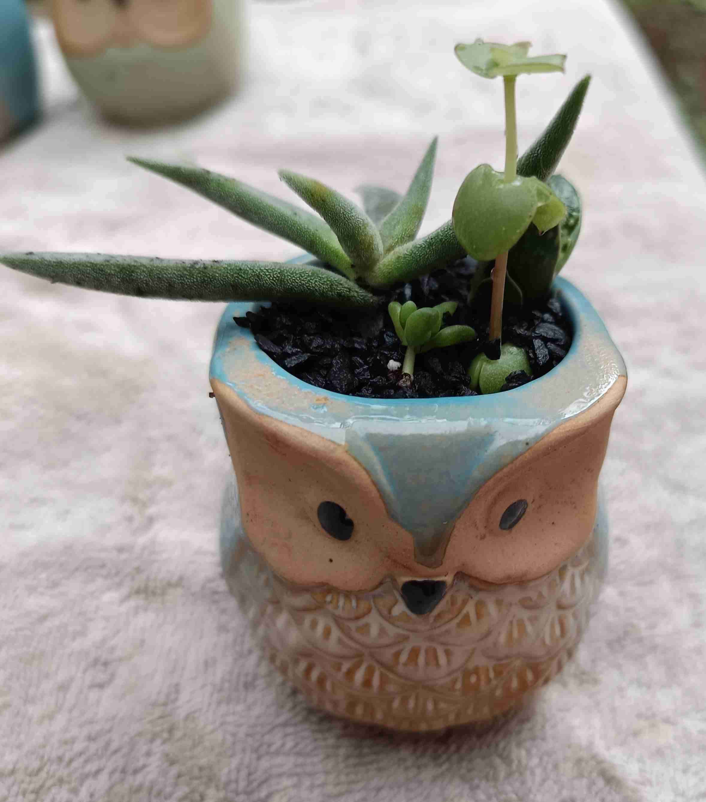 Macetero de cerámica búho. Regalo mamá - miniatura 2