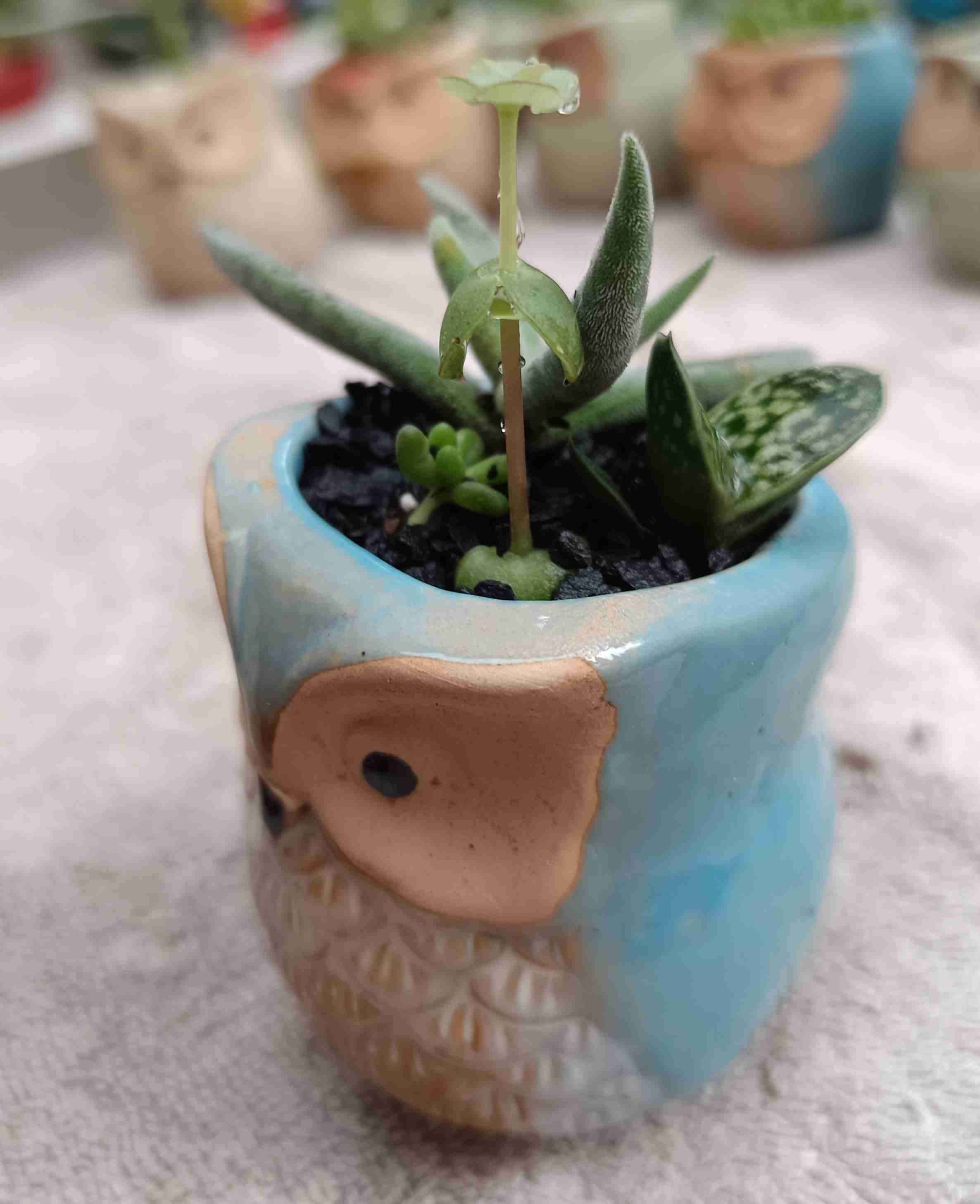 Macetero de cerámica búho. Regalo mamá - miniatura 3