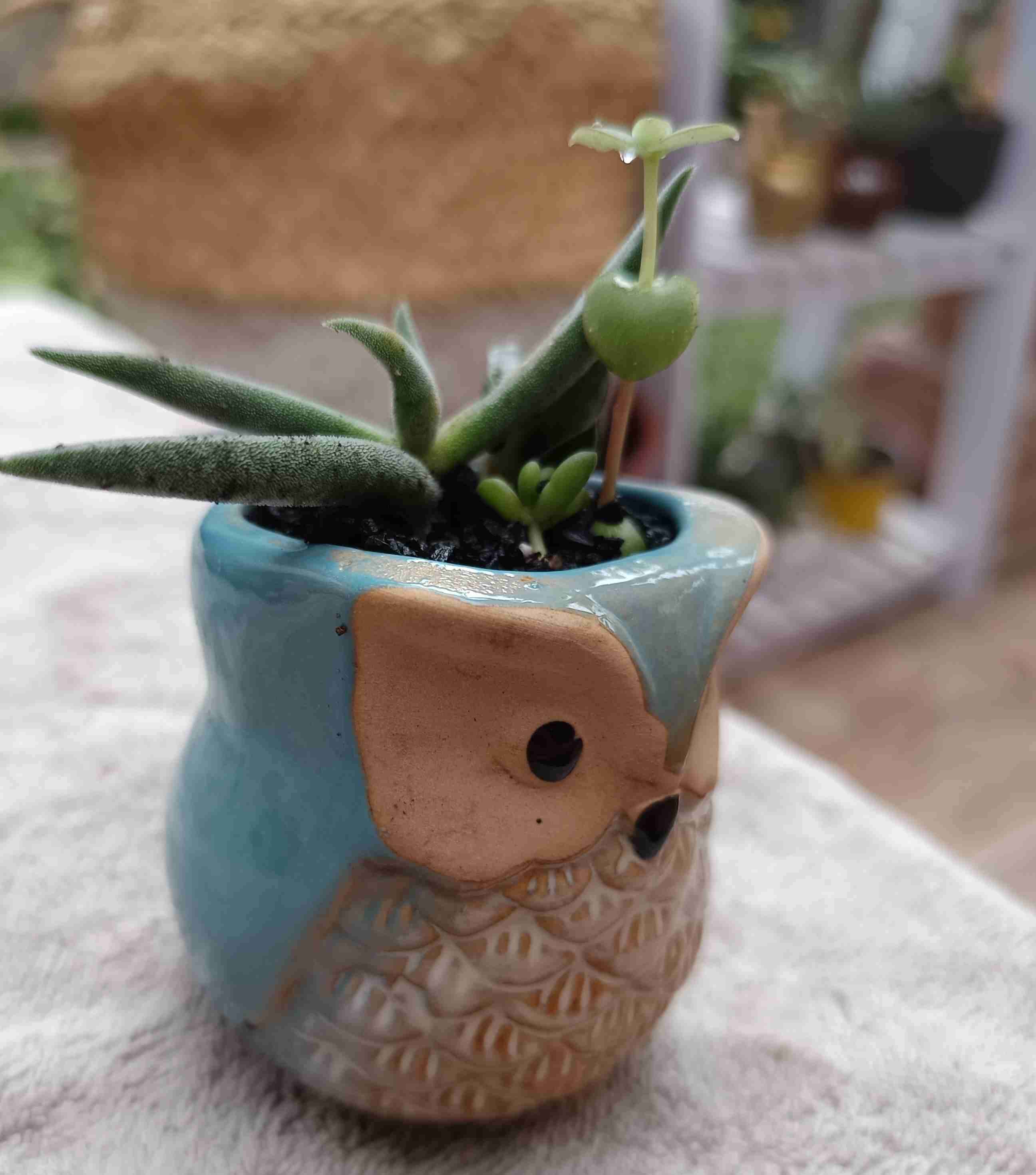 Macetero de cerámica búho. Regalo mamá - miniatura 4