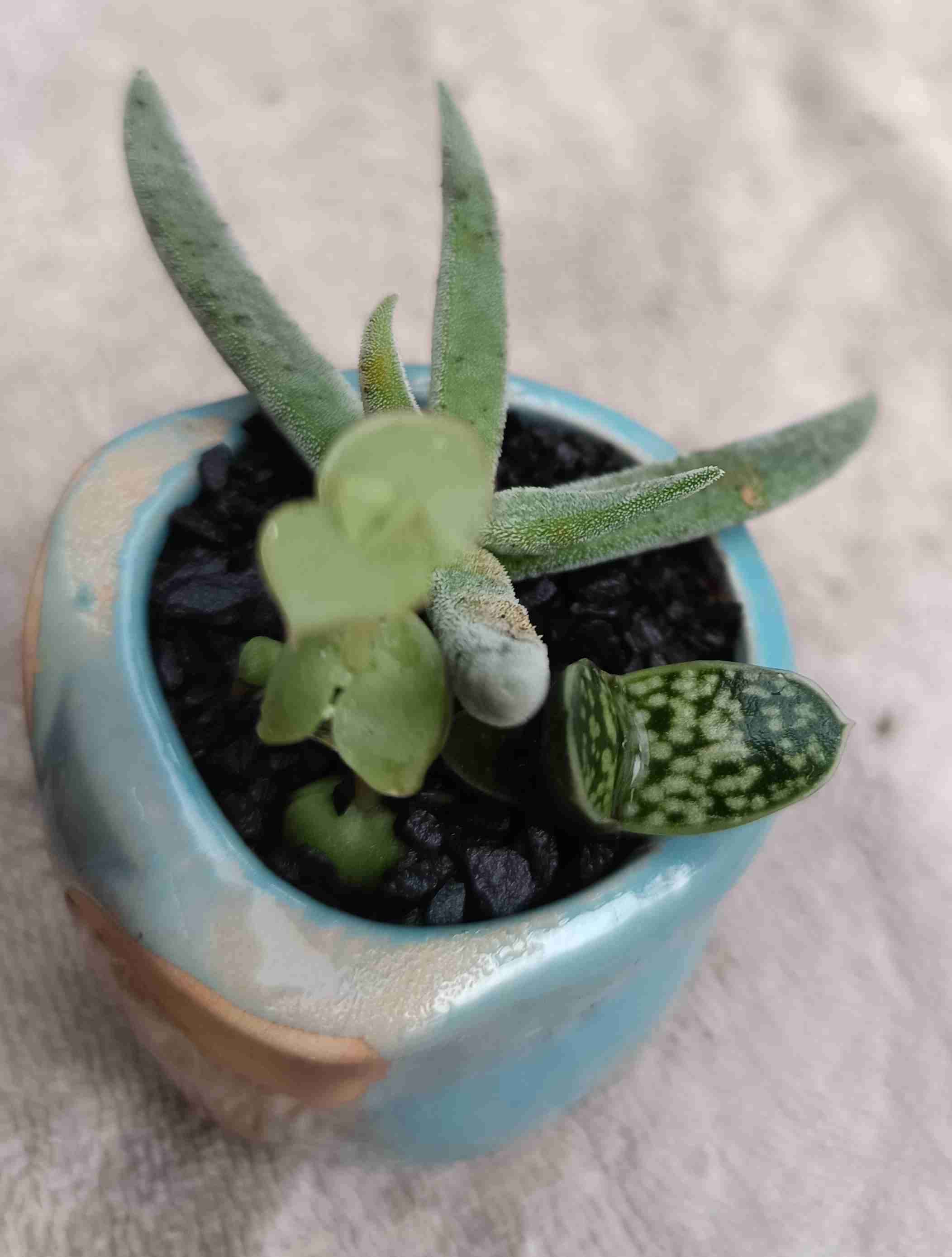 Macetero de cerámica búho. Regalo mamá - miniatura 5