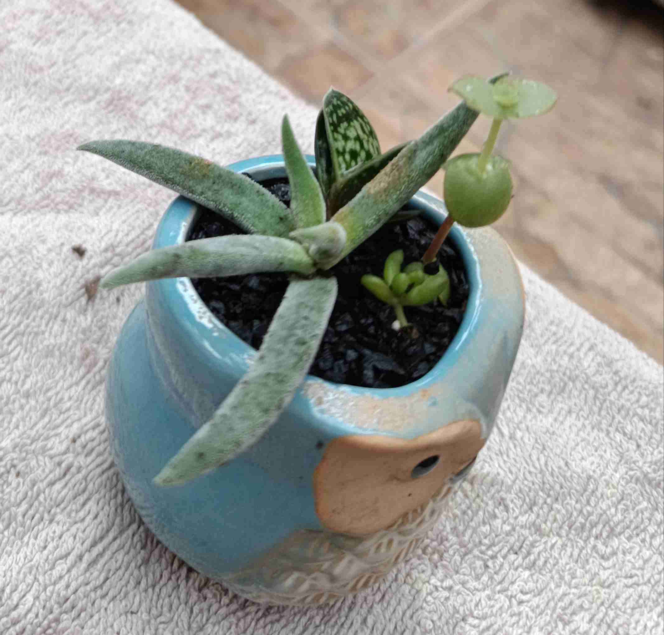 Macetero de cerámica búho. Regalo mamá - miniatura 6