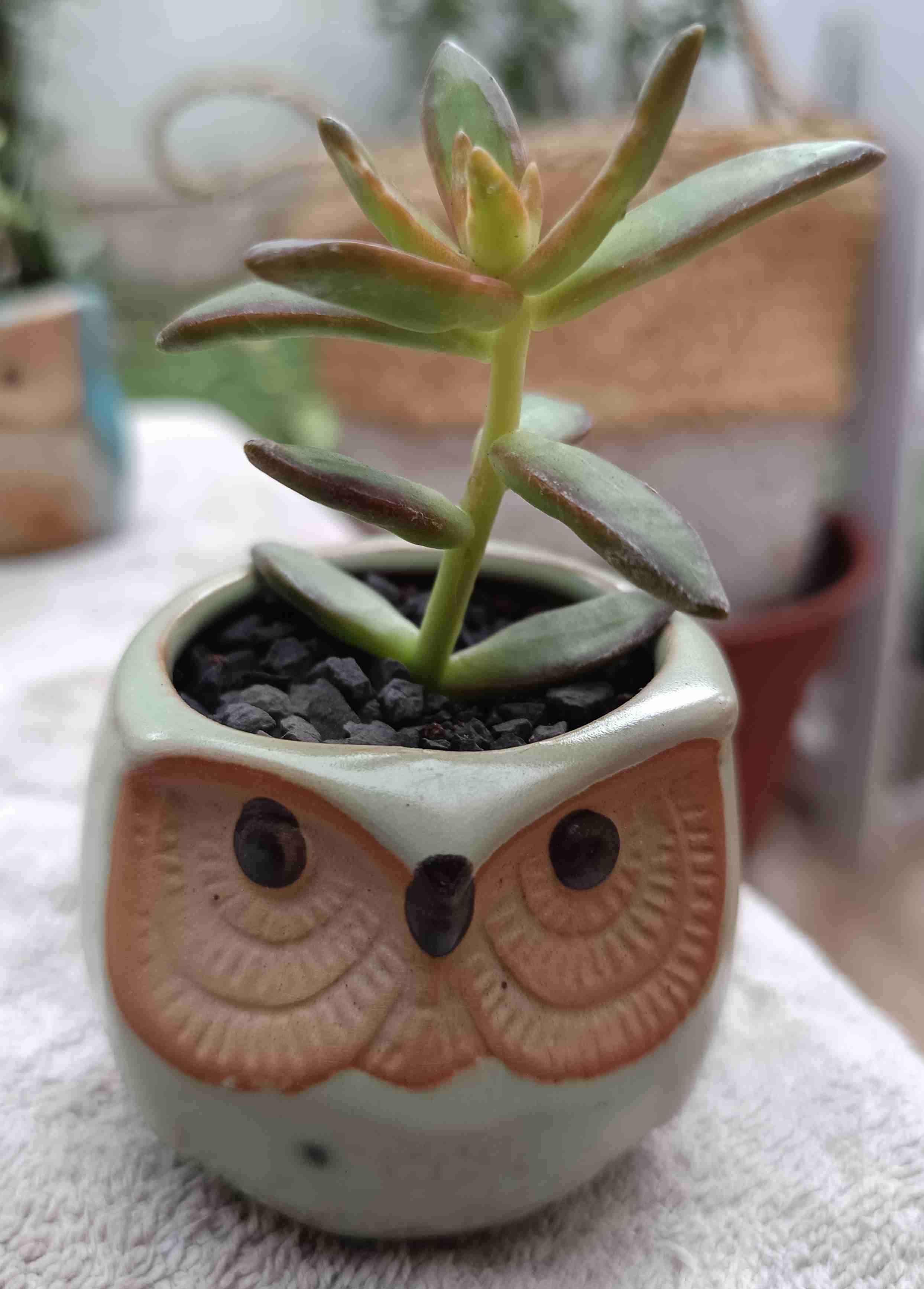 Macetero con suculentas. Mini jardín. Regalo. - miniatura 1