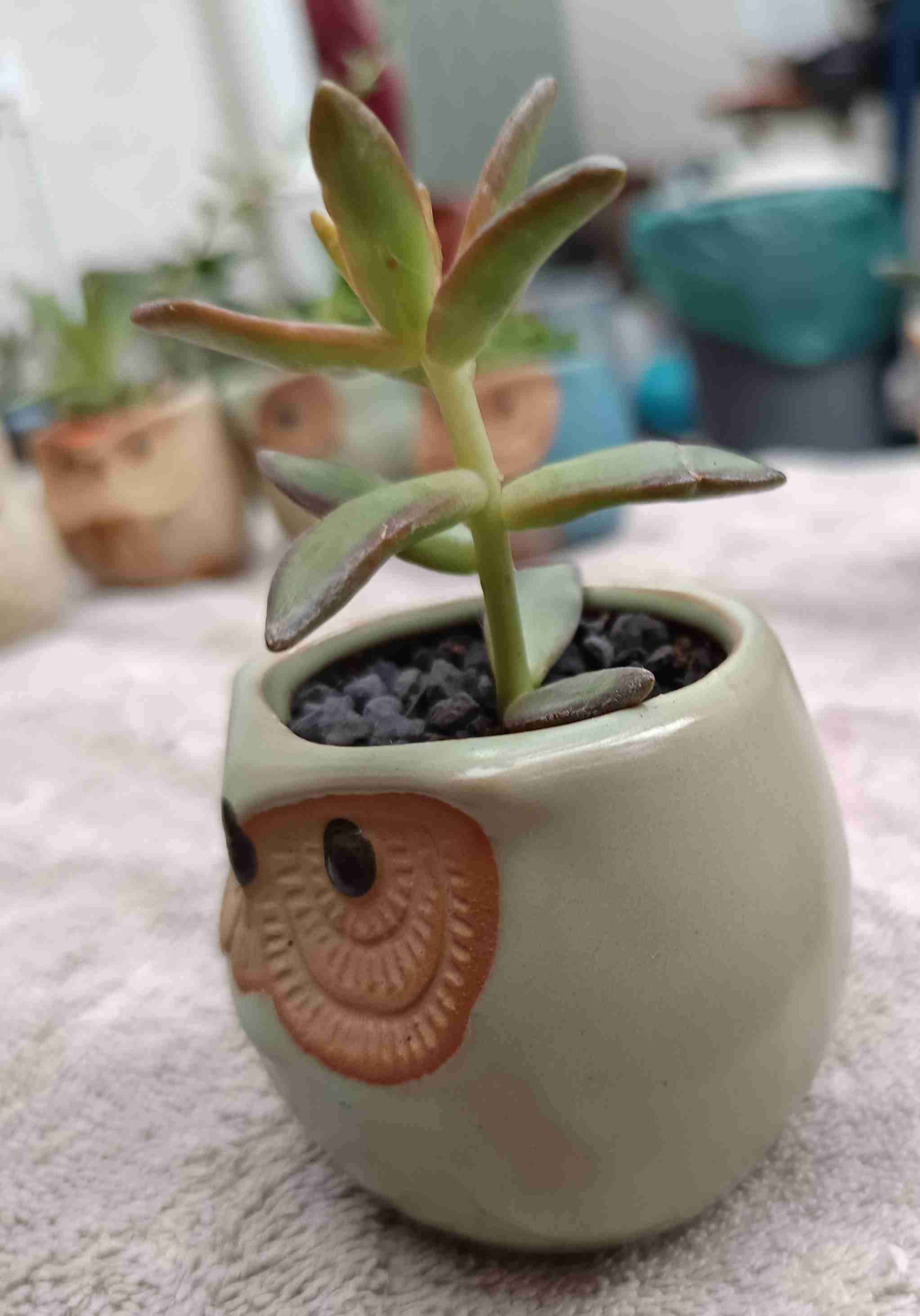 Macetero con suculentas. Mini jardín. Regalo. - miniatura 2