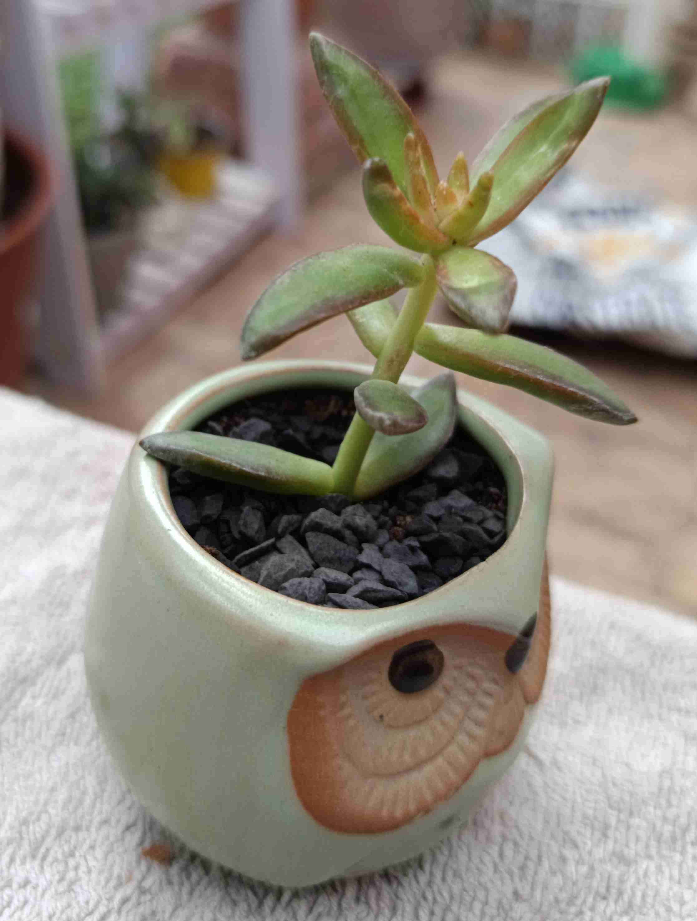 Macetero con suculentas. Mini jardín. Regalo. - miniatura 3