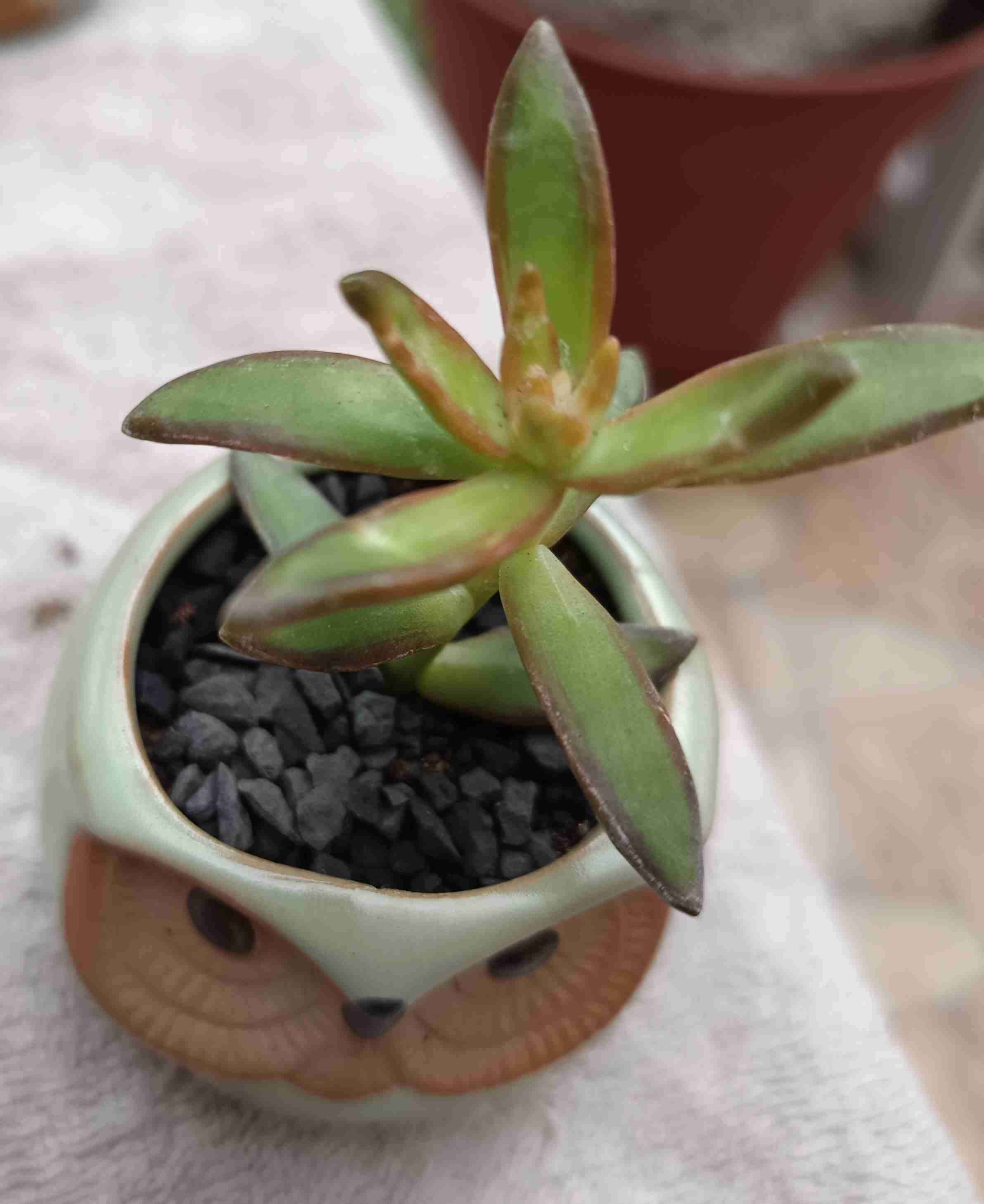 Macetero con suculentas. Mini jardín. Regalo. - miniatura 4