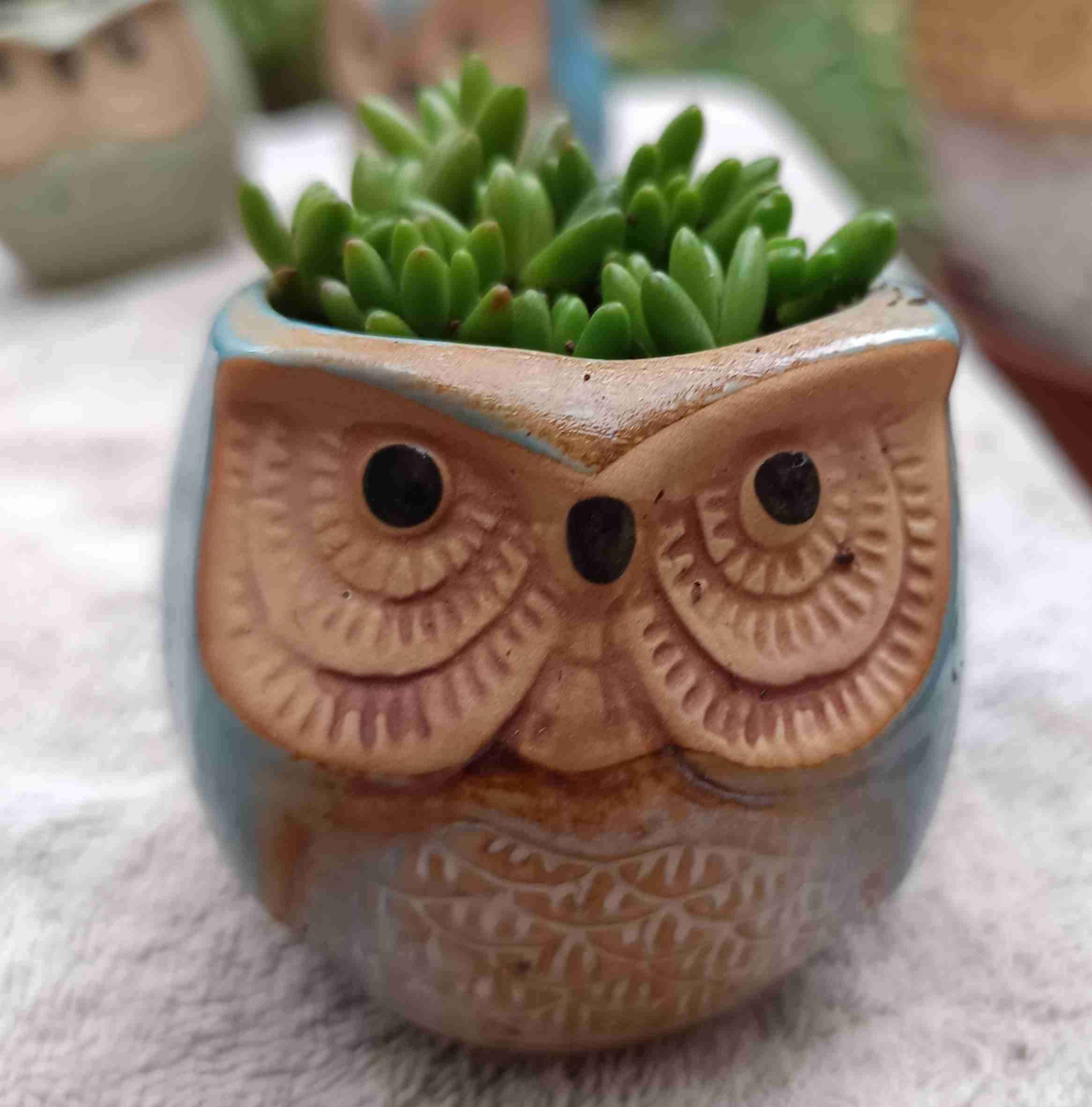 Macetero búho con suculenta. Regalo mamá - miniatura 1