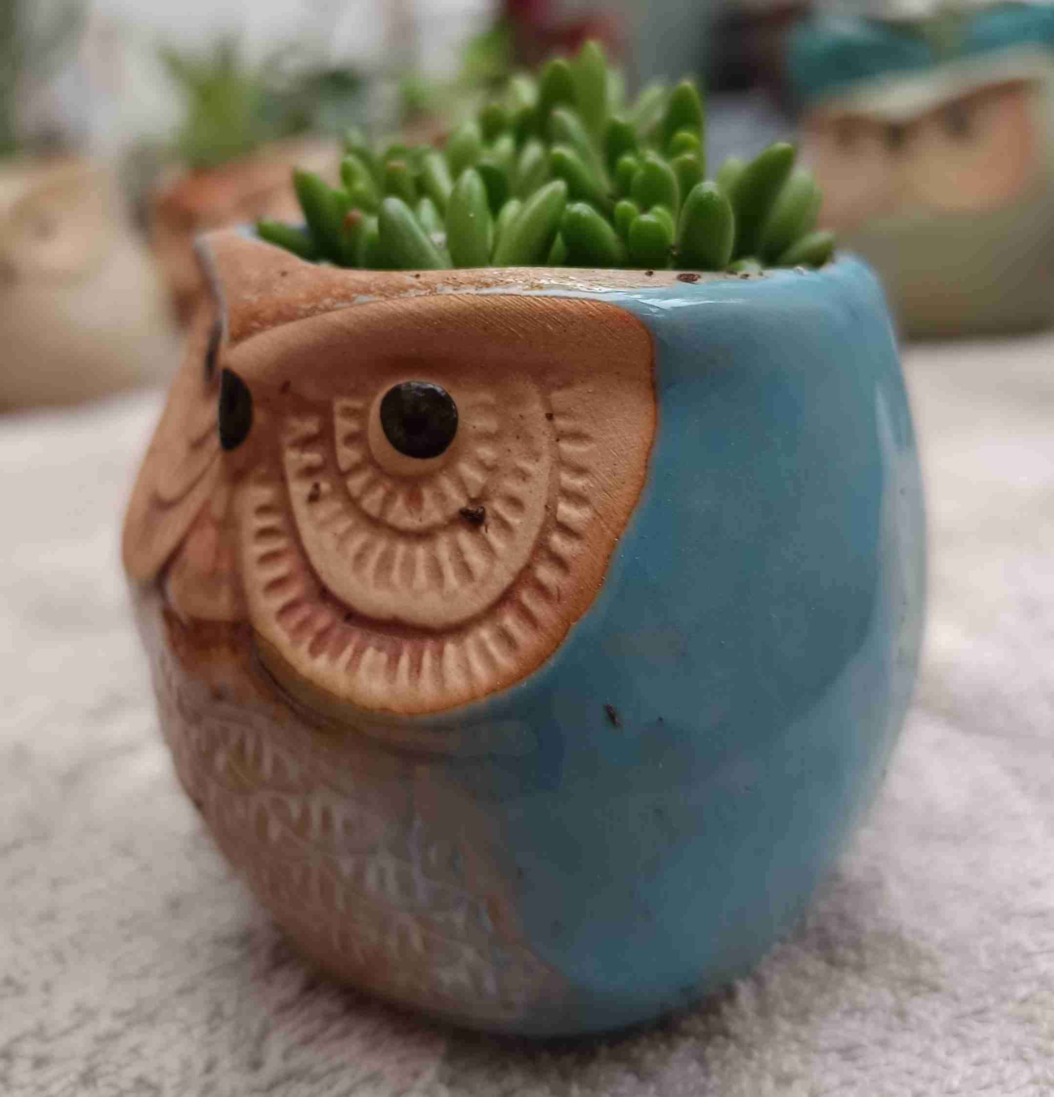 Macetero búho con suculenta. Regalo mamá - miniatura 2