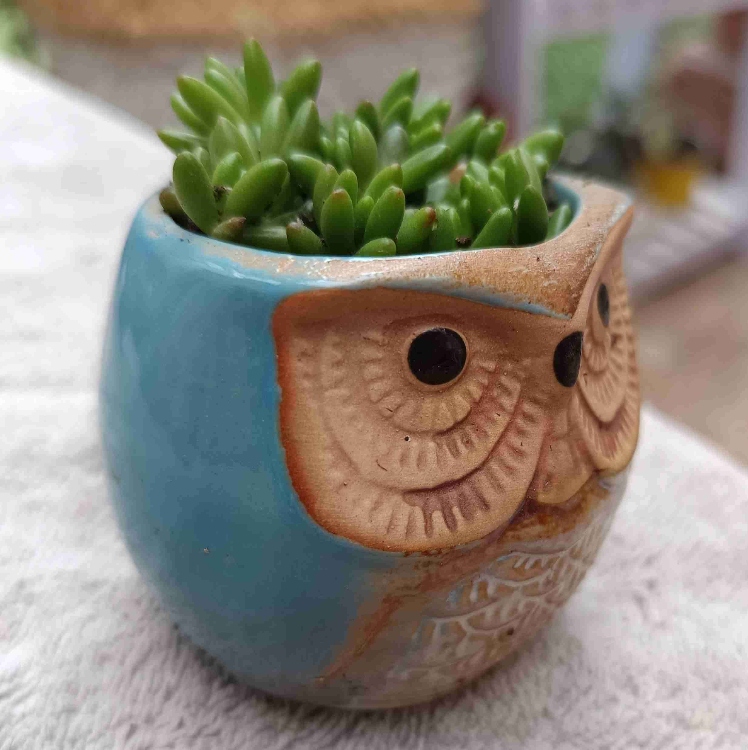 Macetero búho con suculenta. Regalo mamá - miniatura 3