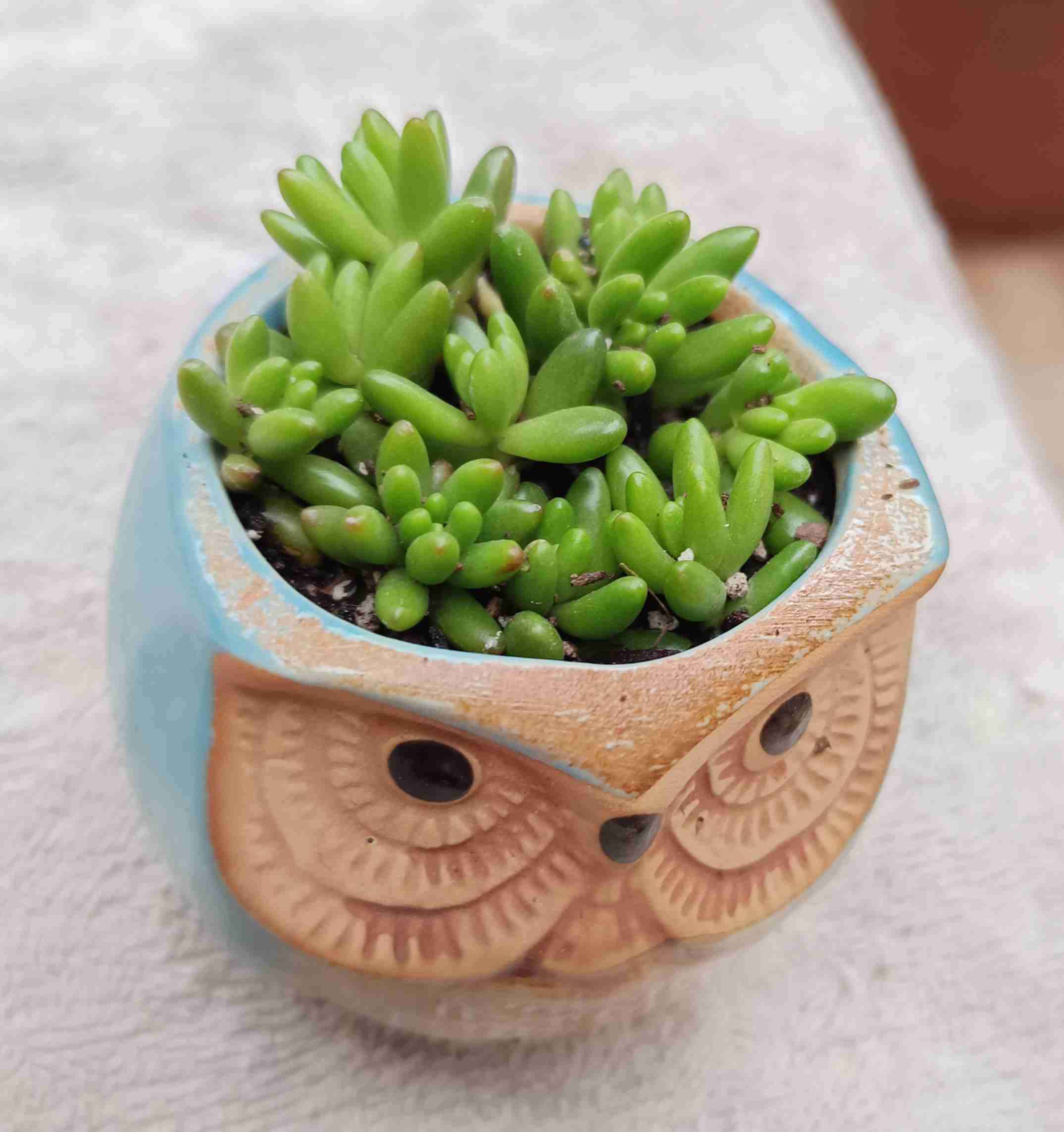 Macetero búho con suculenta. Regalo mamá - miniatura 4