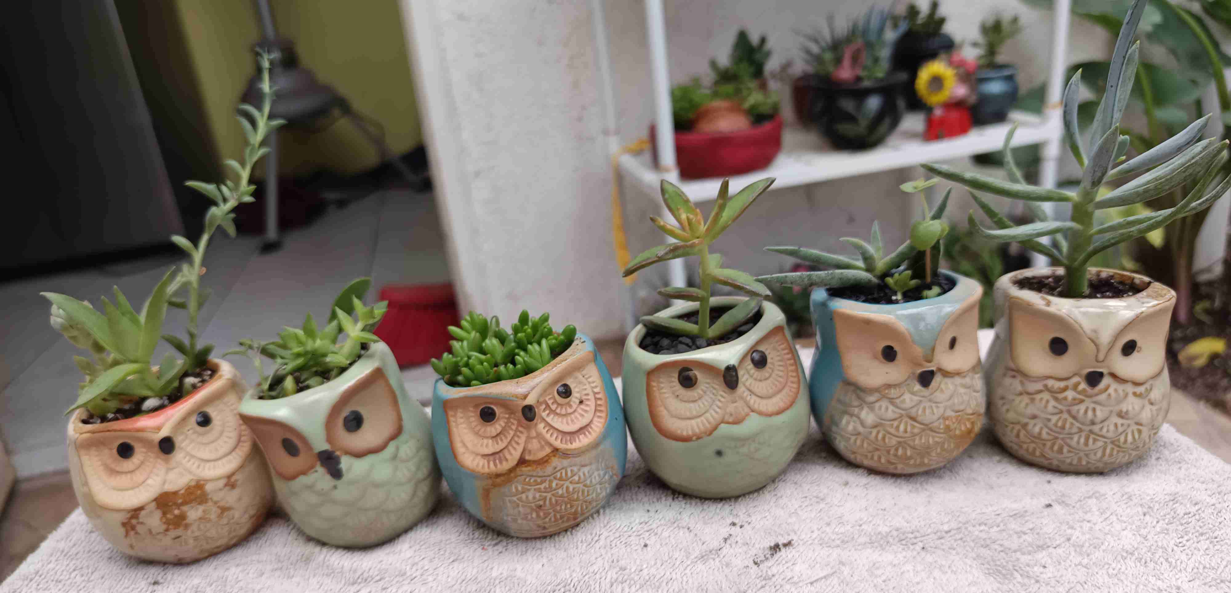 Macetero búho con suculenta. Regalo mamá - miniatura 5