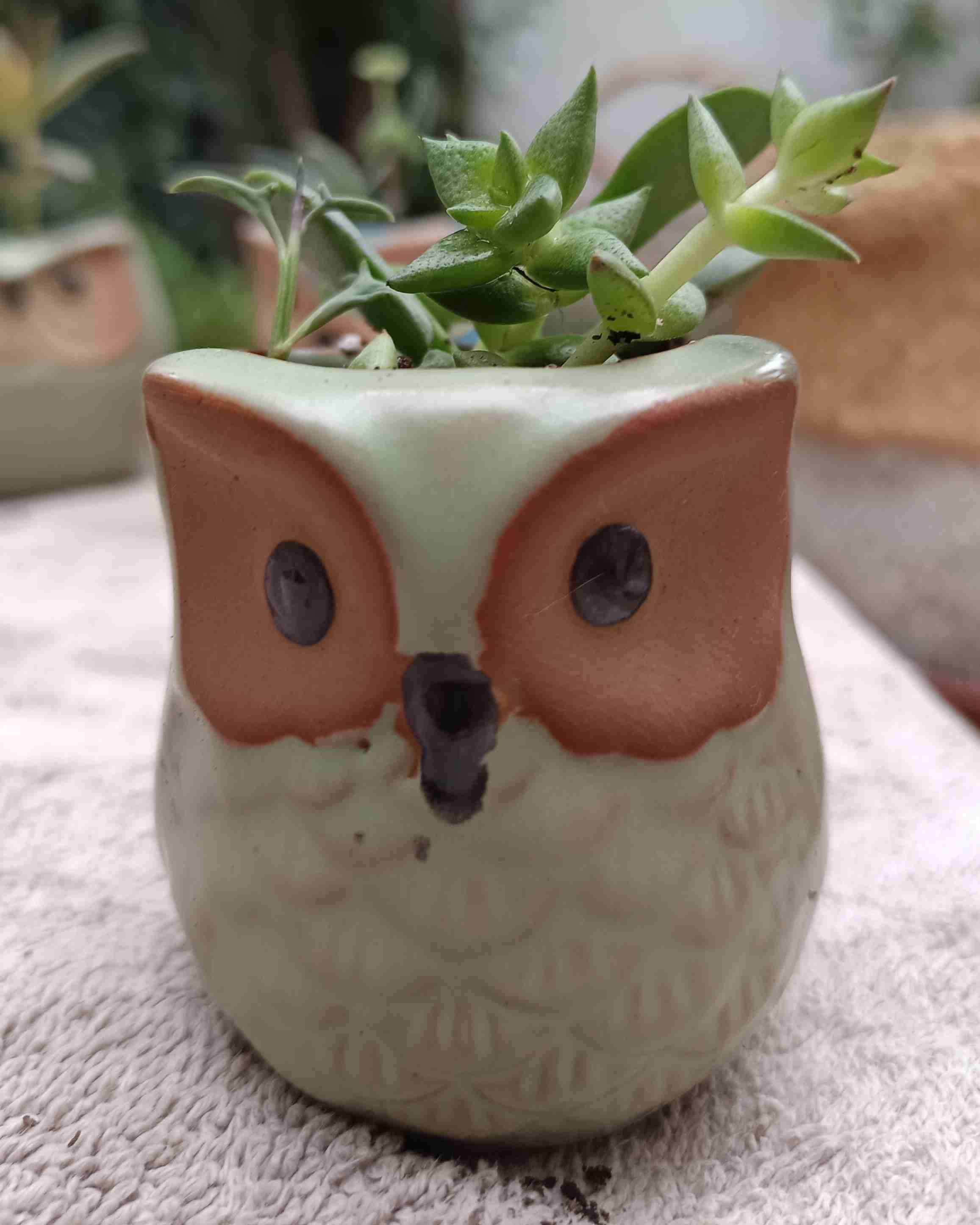 Macetero búho con suculenta. Regalo mamá - miniatura 1