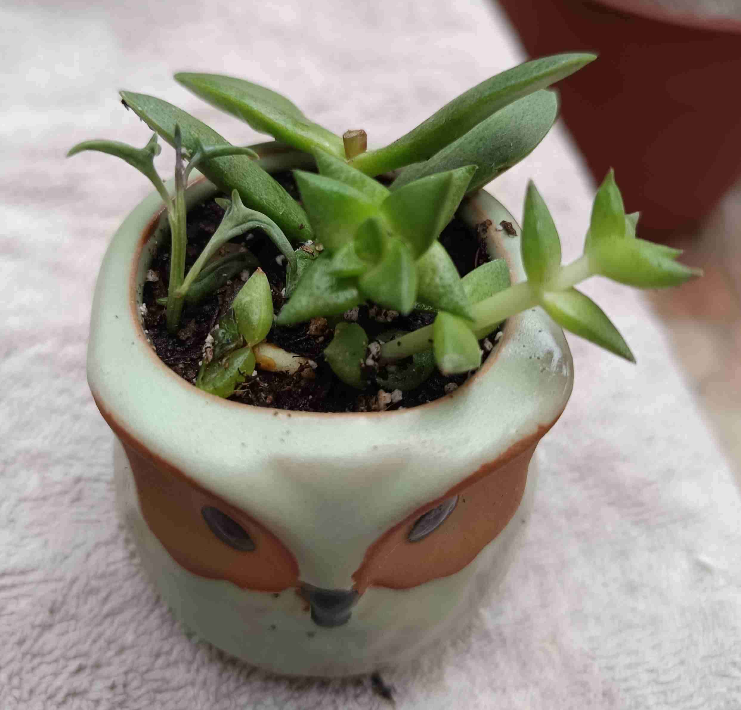 Macetero búho con suculenta. Regalo mamá - miniatura 2