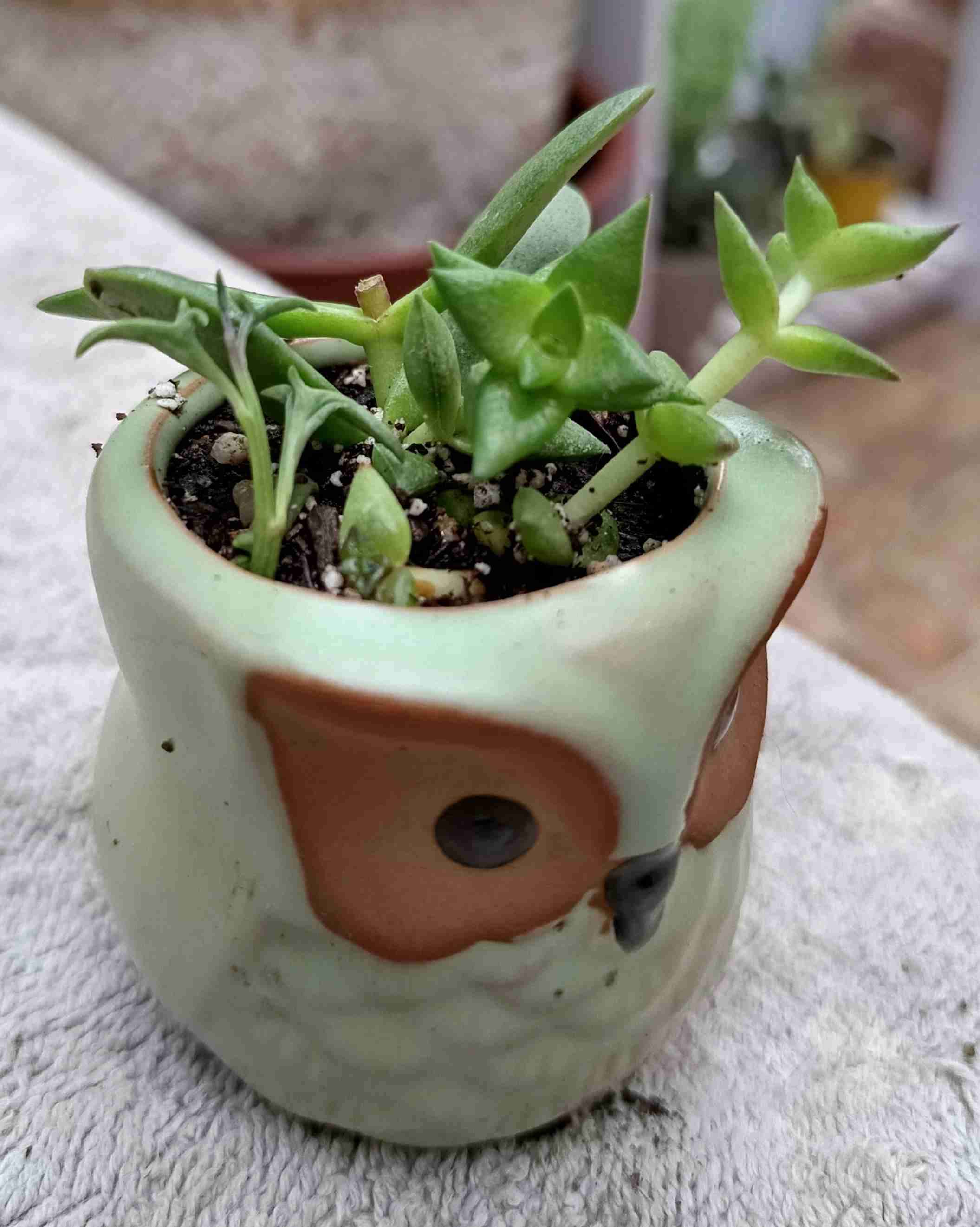 Macetero búho con suculenta. Regalo mamá - miniatura 3