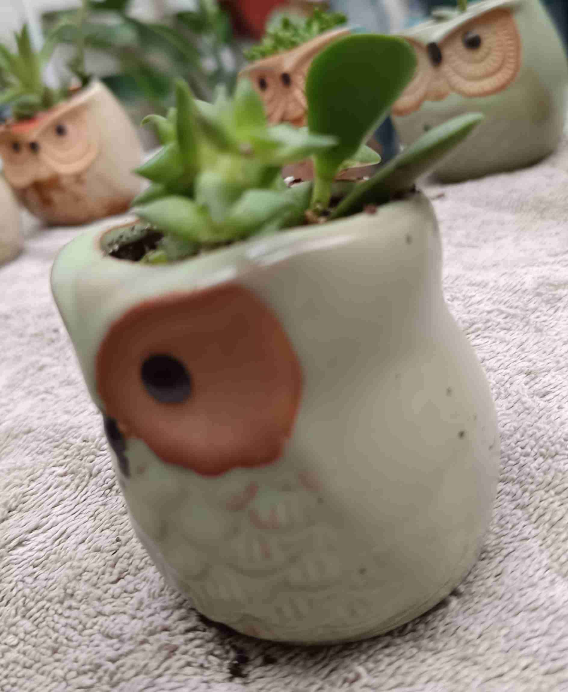 Macetero búho con suculenta. Regalo mamá - miniatura 4