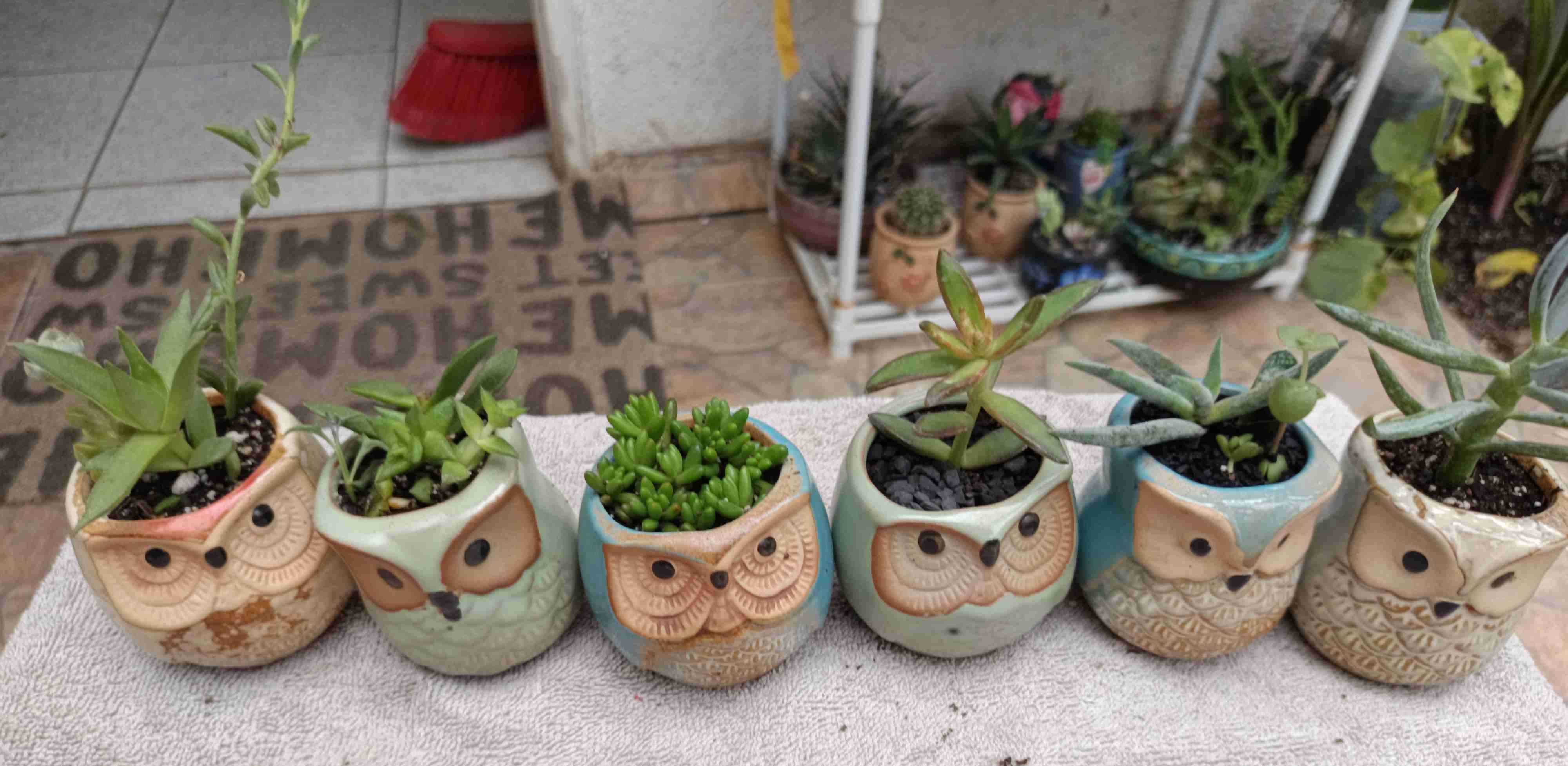 Macetero búho con suculenta. Regalo mamá - miniatura 5