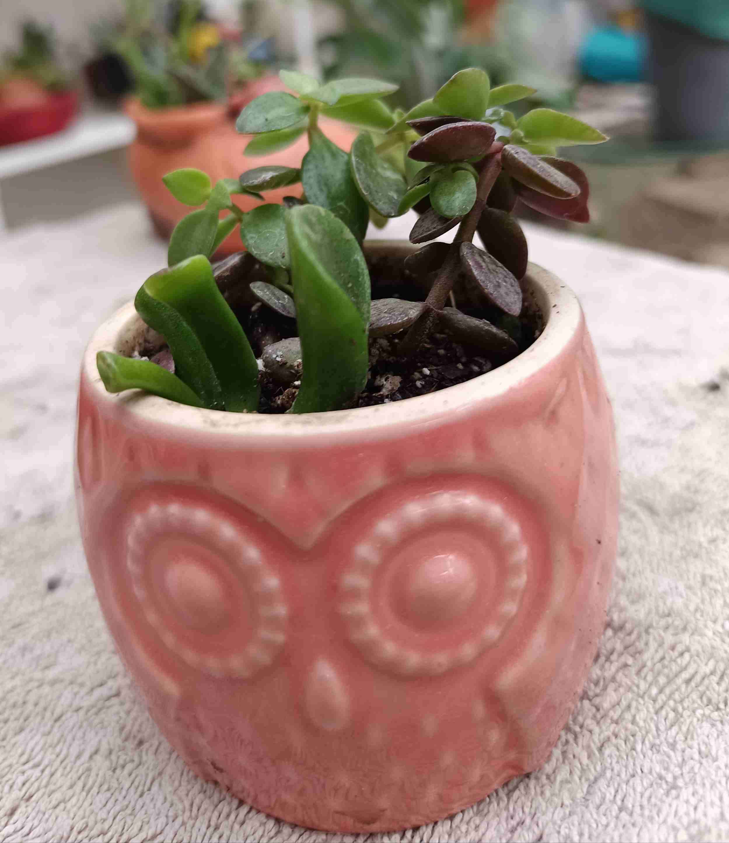 Suculenta en macetero de búho. Regalo mamá - miniatura 1