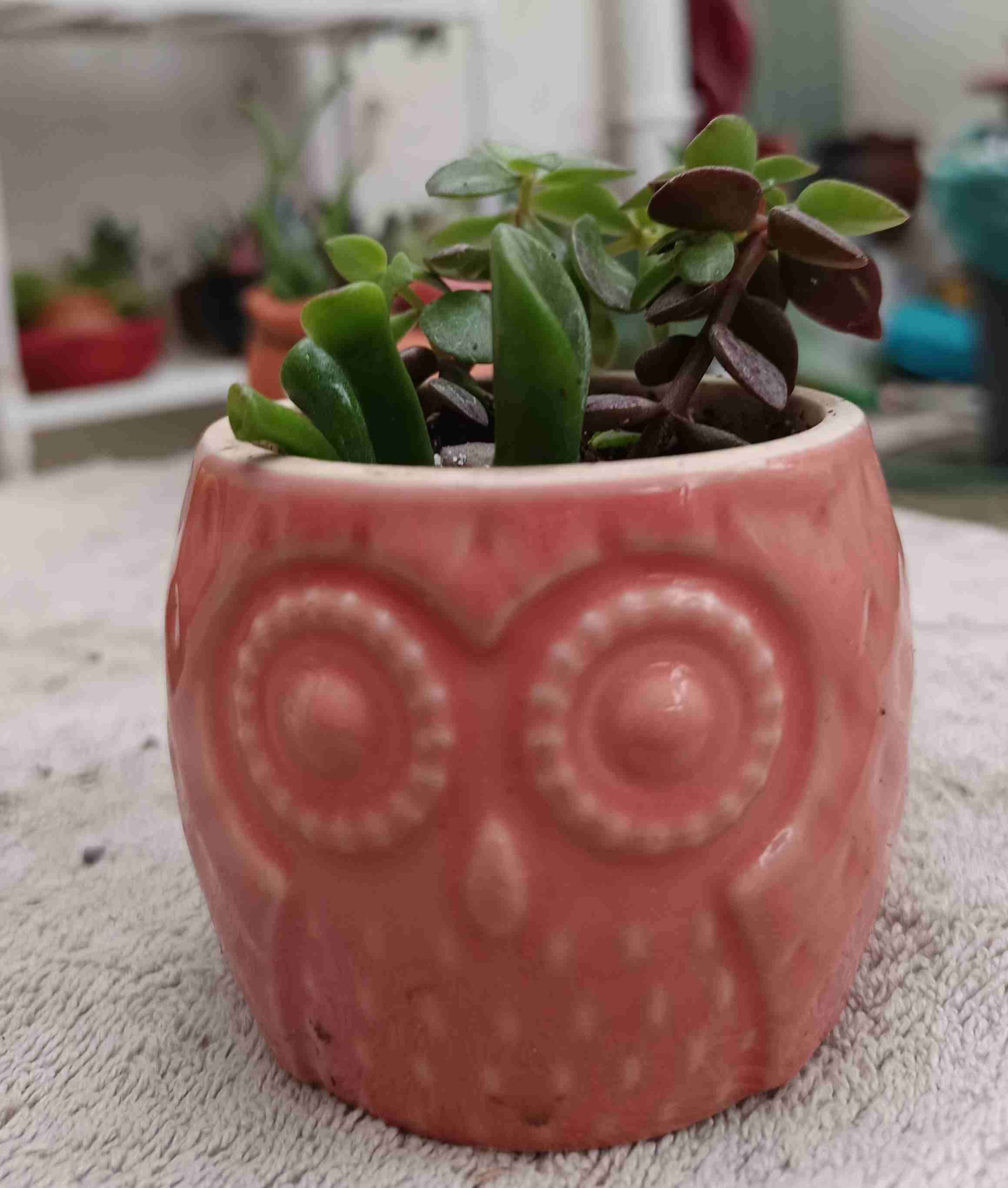 Suculenta en macetero de búho. Regalo mamá - miniatura 2