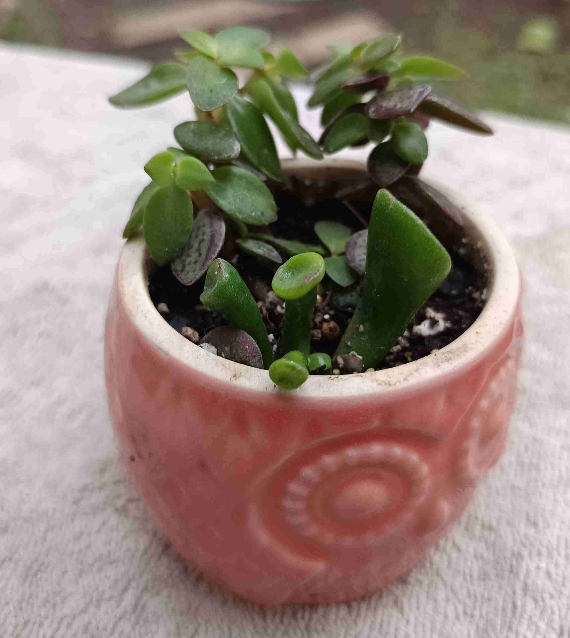 Suculenta en macetero de búho. Regalo mamá - miniatura 3