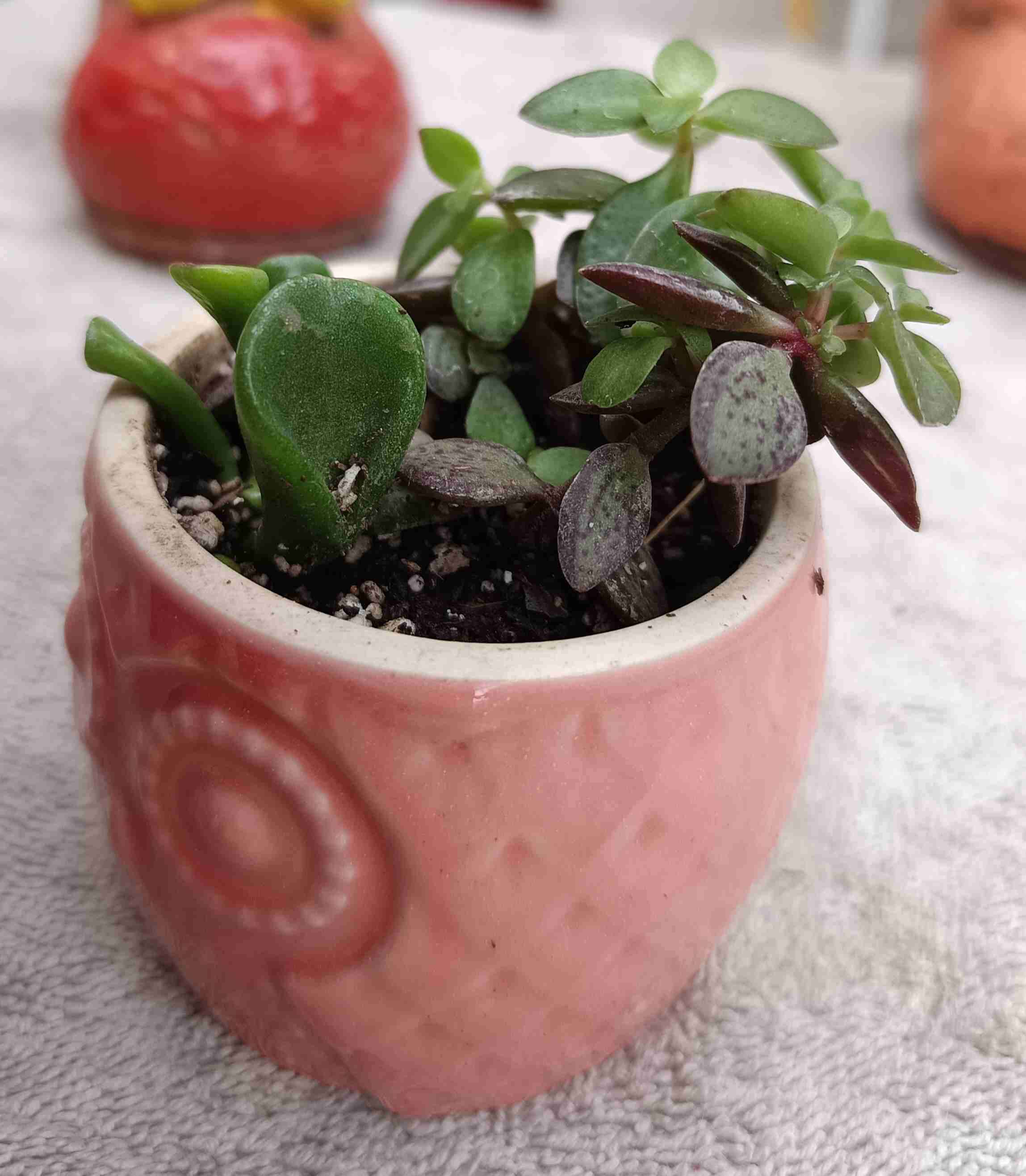 Suculenta en macetero de búho. Regalo mamá - miniatura 4