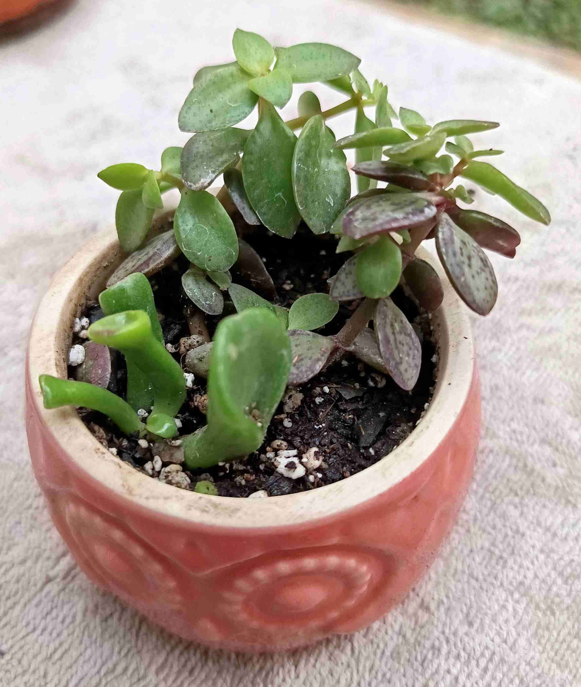 Suculenta en macetero de búho. Regalo mamá - miniatura 5