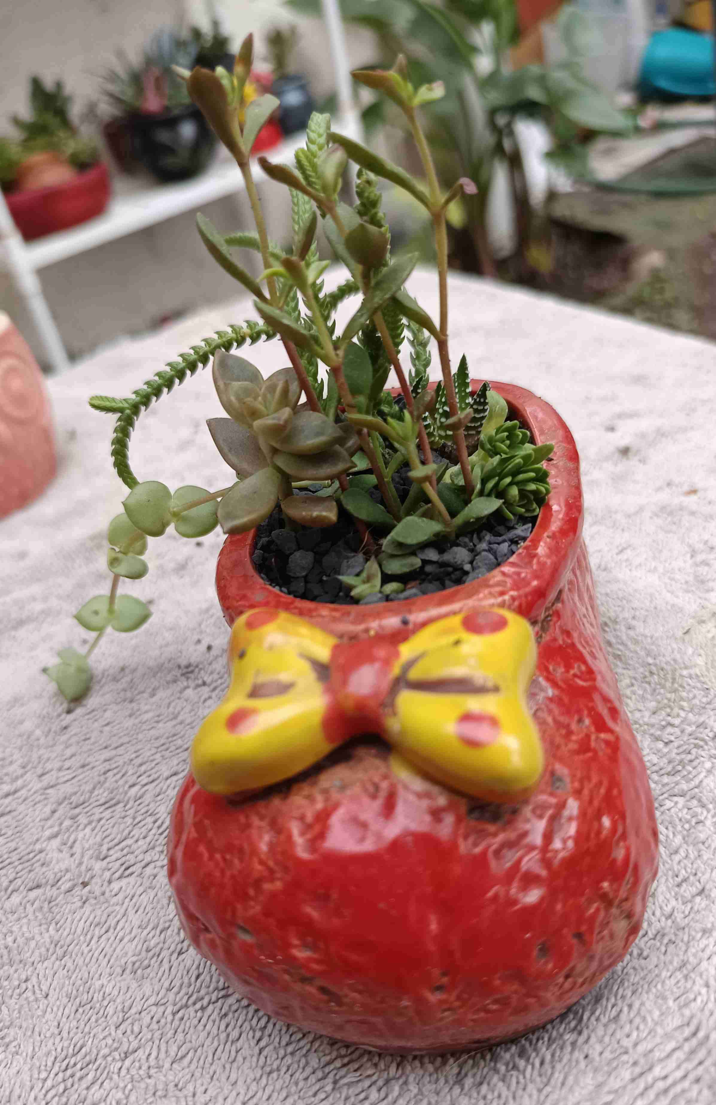 Macetero de cerámica con suculentas. Regalo mamá - miniatura 1