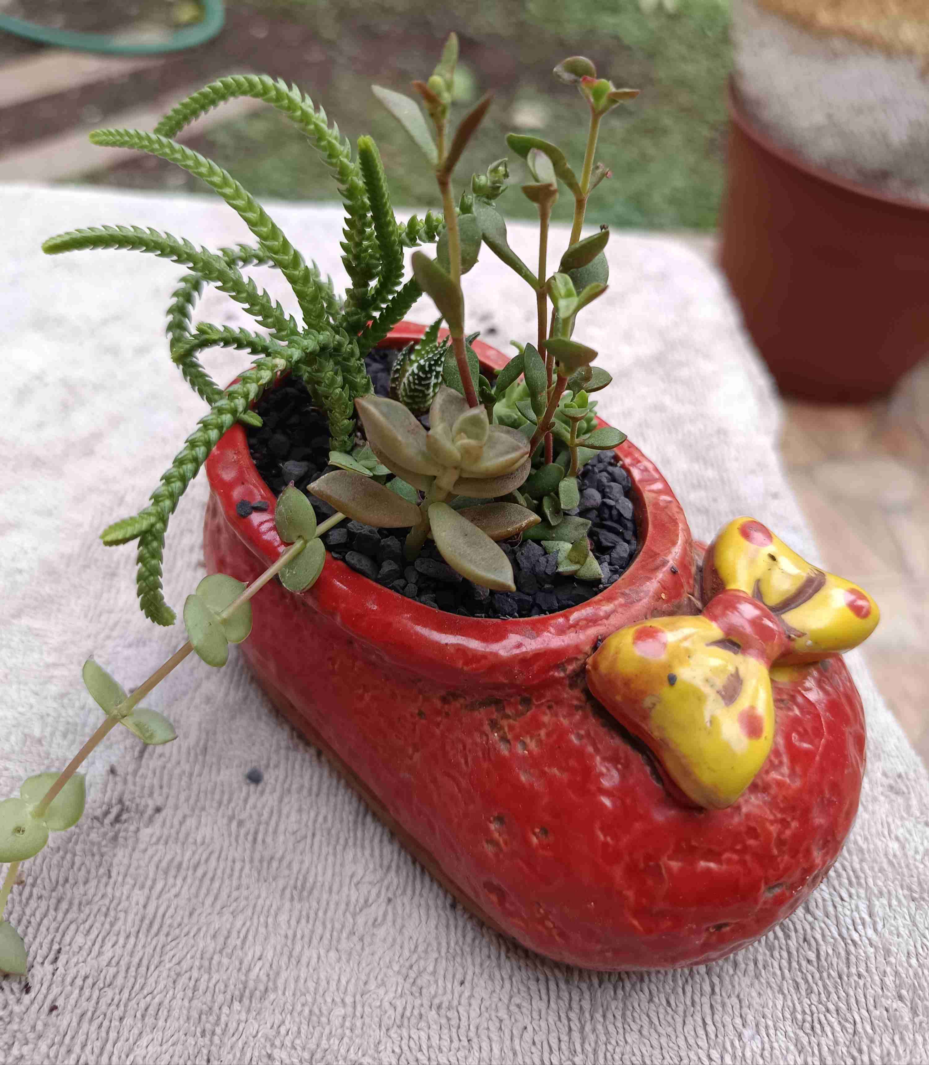 Macetero de cerámica con suculentas. Regalo mamá - miniatura 3