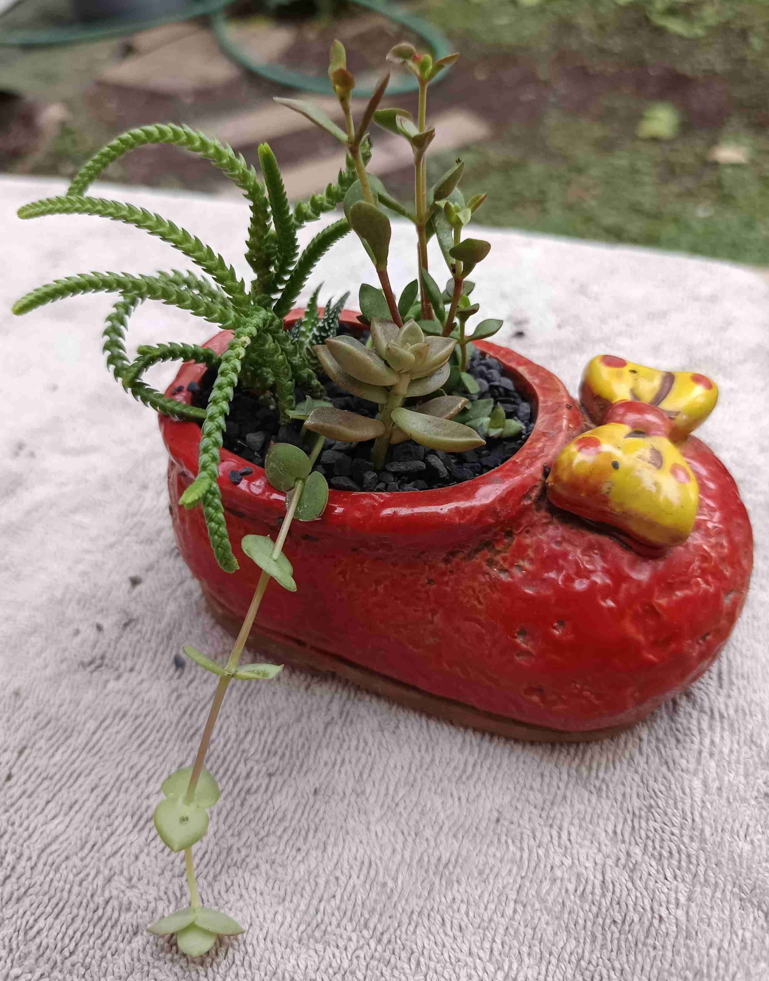 Macetero de cerámica con suculentas. Regalo mamá - miniatura 5