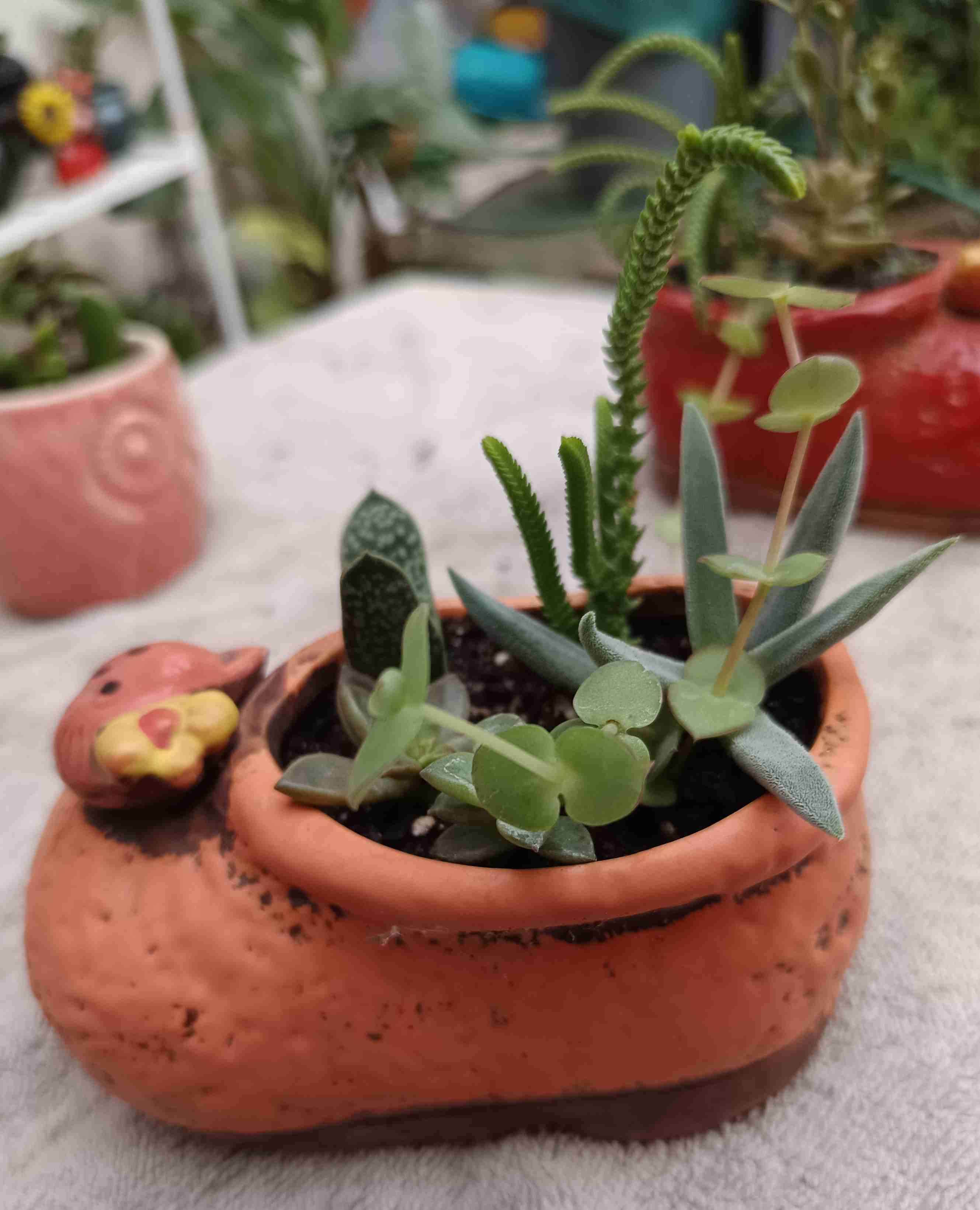 Suculenta en maceta de cerámica. Regalo mamá - miniatura 2