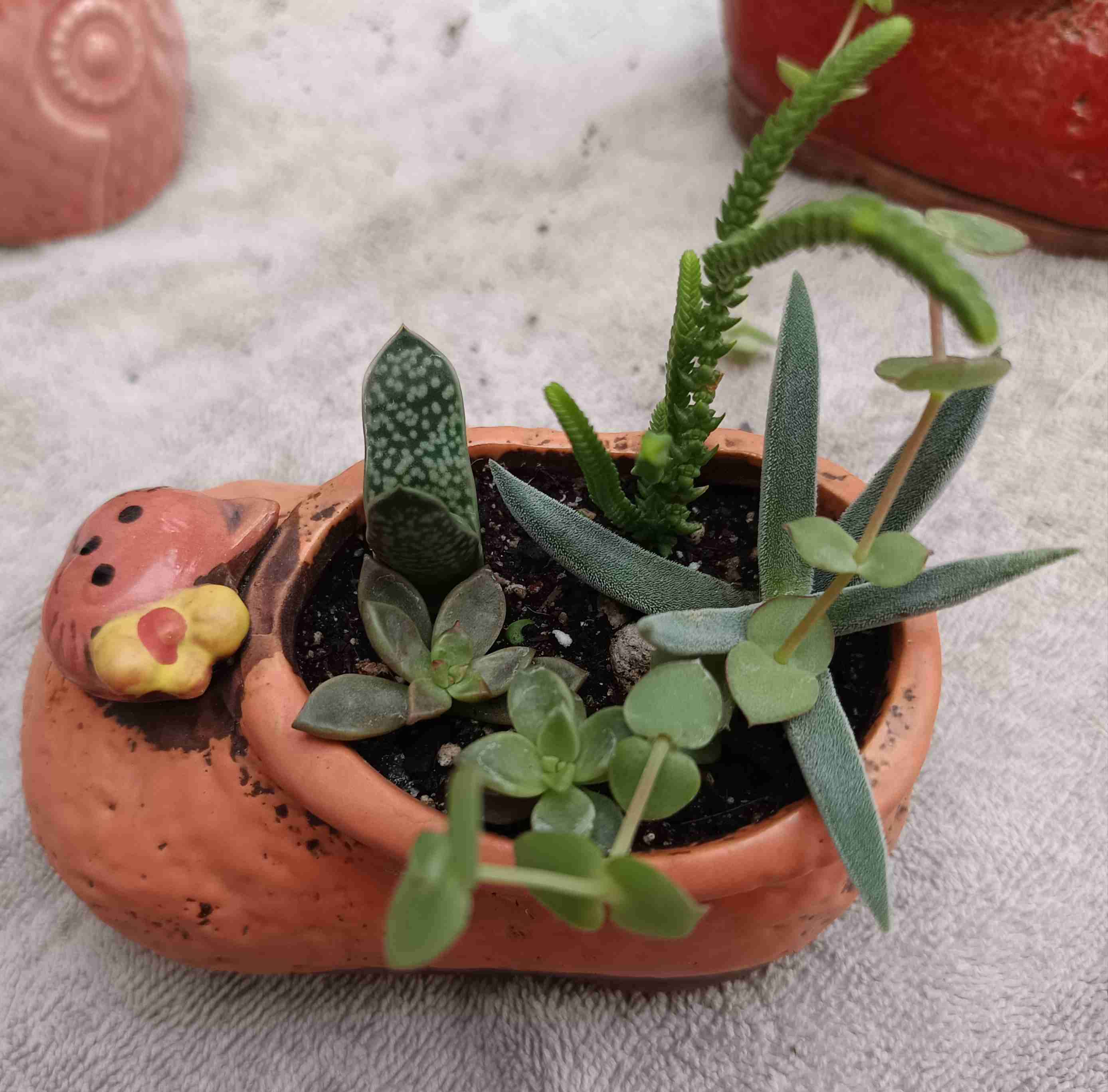 Suculenta en maceta de cerámica. Regalo mamá - miniatura 3