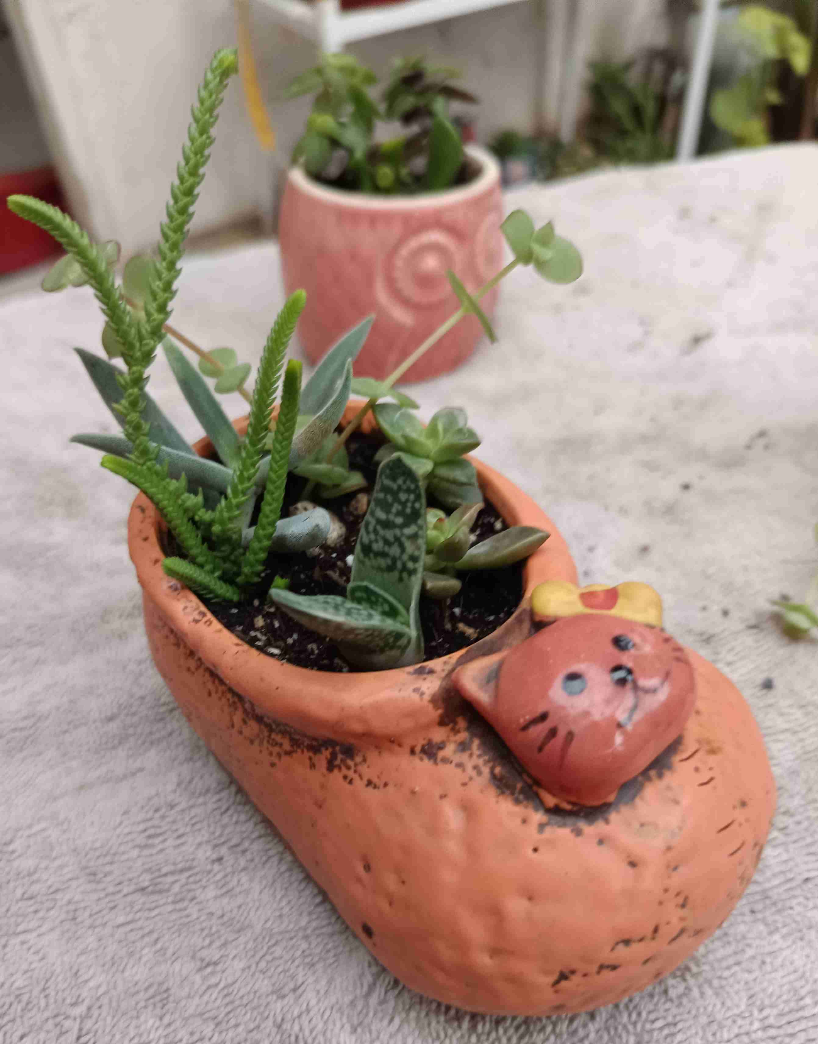 Suculenta en maceta de cerámica. Regalo mamá - miniatura 4