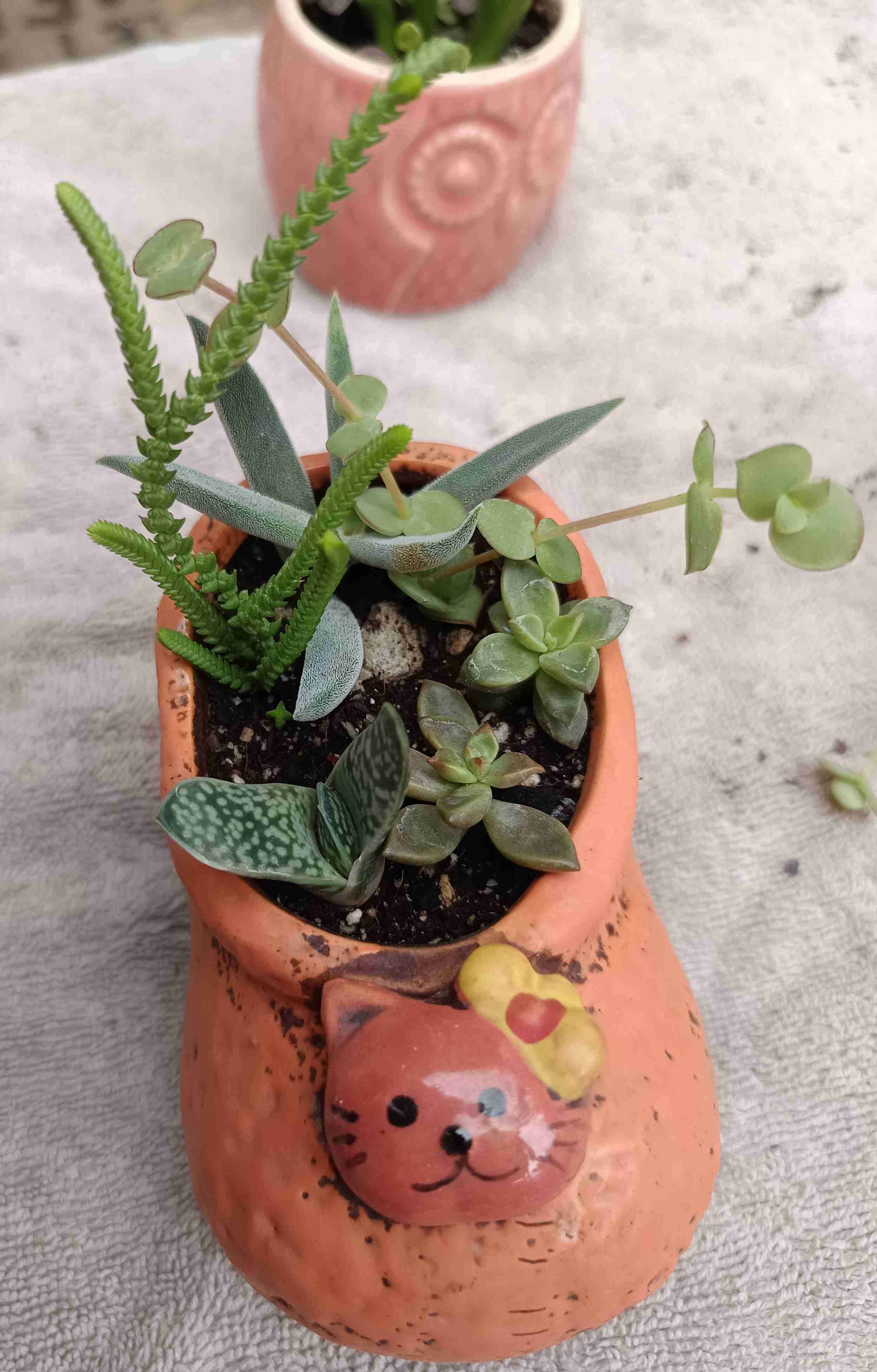 Suculenta en maceta de cerámica. Regalo mamá - miniatura 5