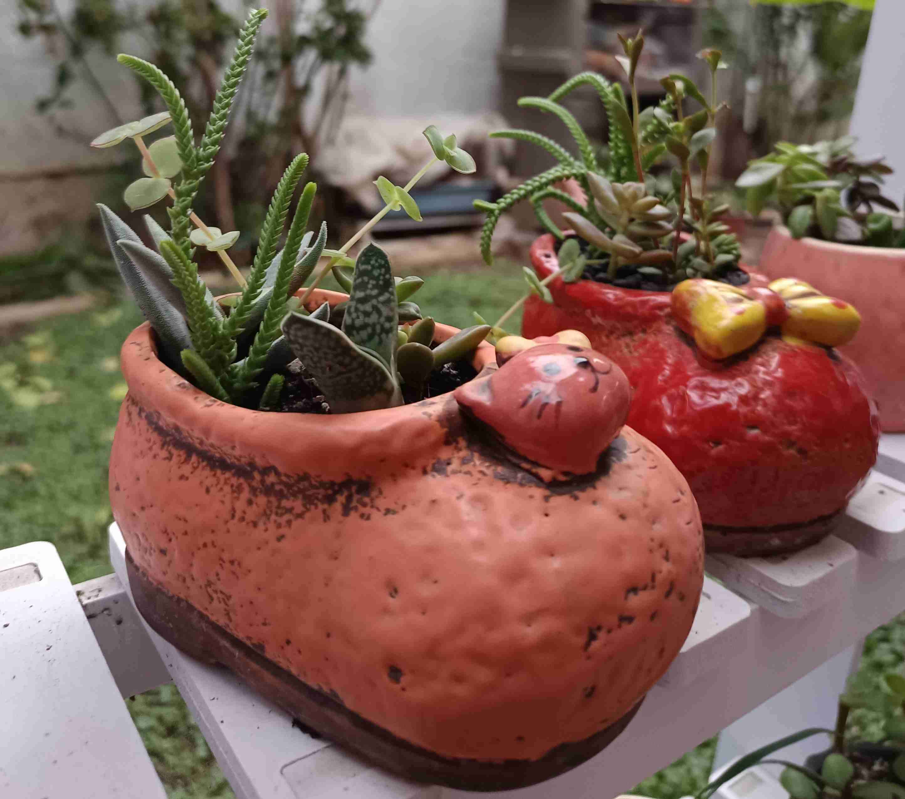 Suculenta en maceta de cerámica. Regalo mamá - miniatura 6