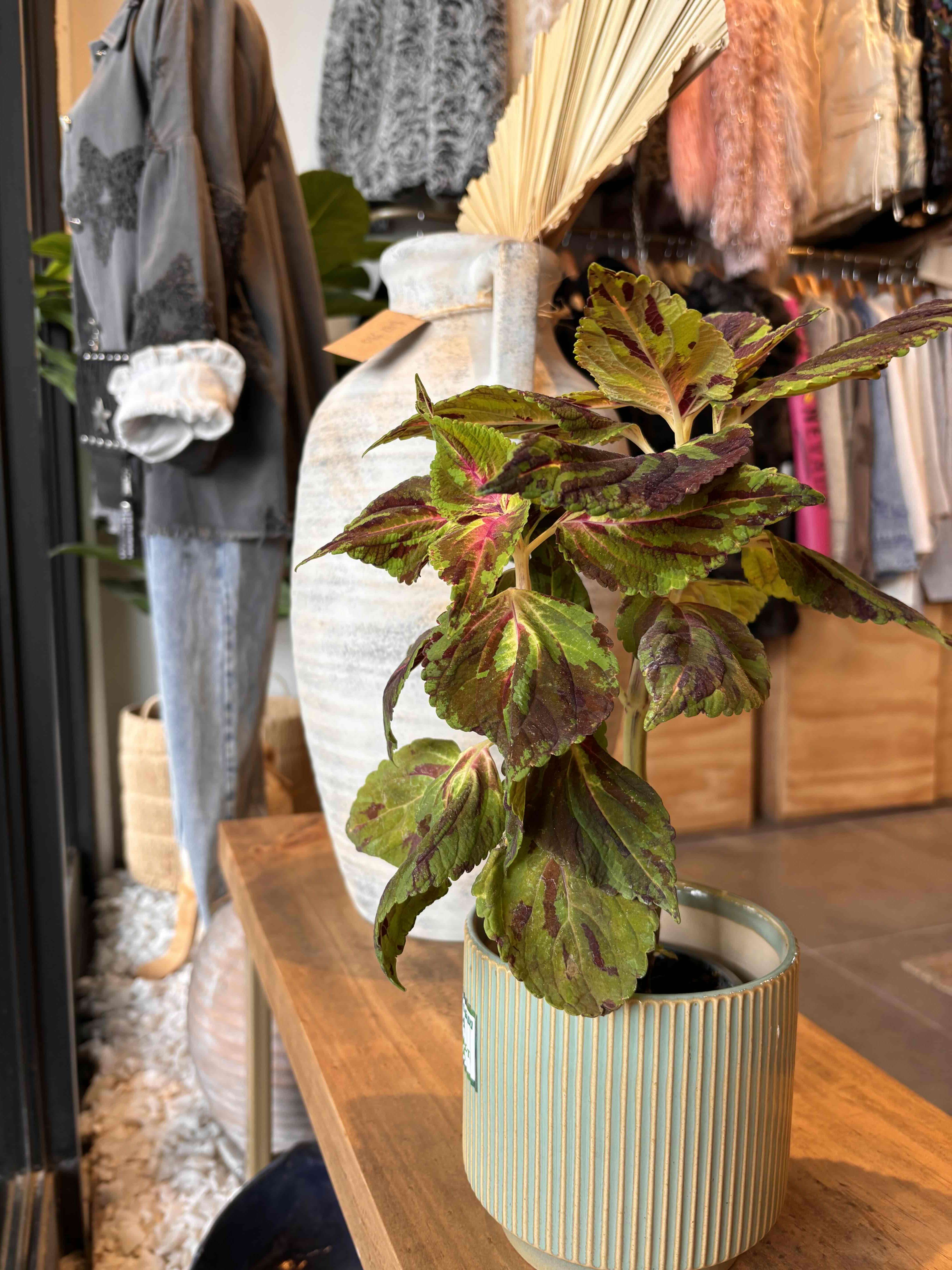 Coleus Variegado en Maceta Cerámica | Planta de - miniatura 1