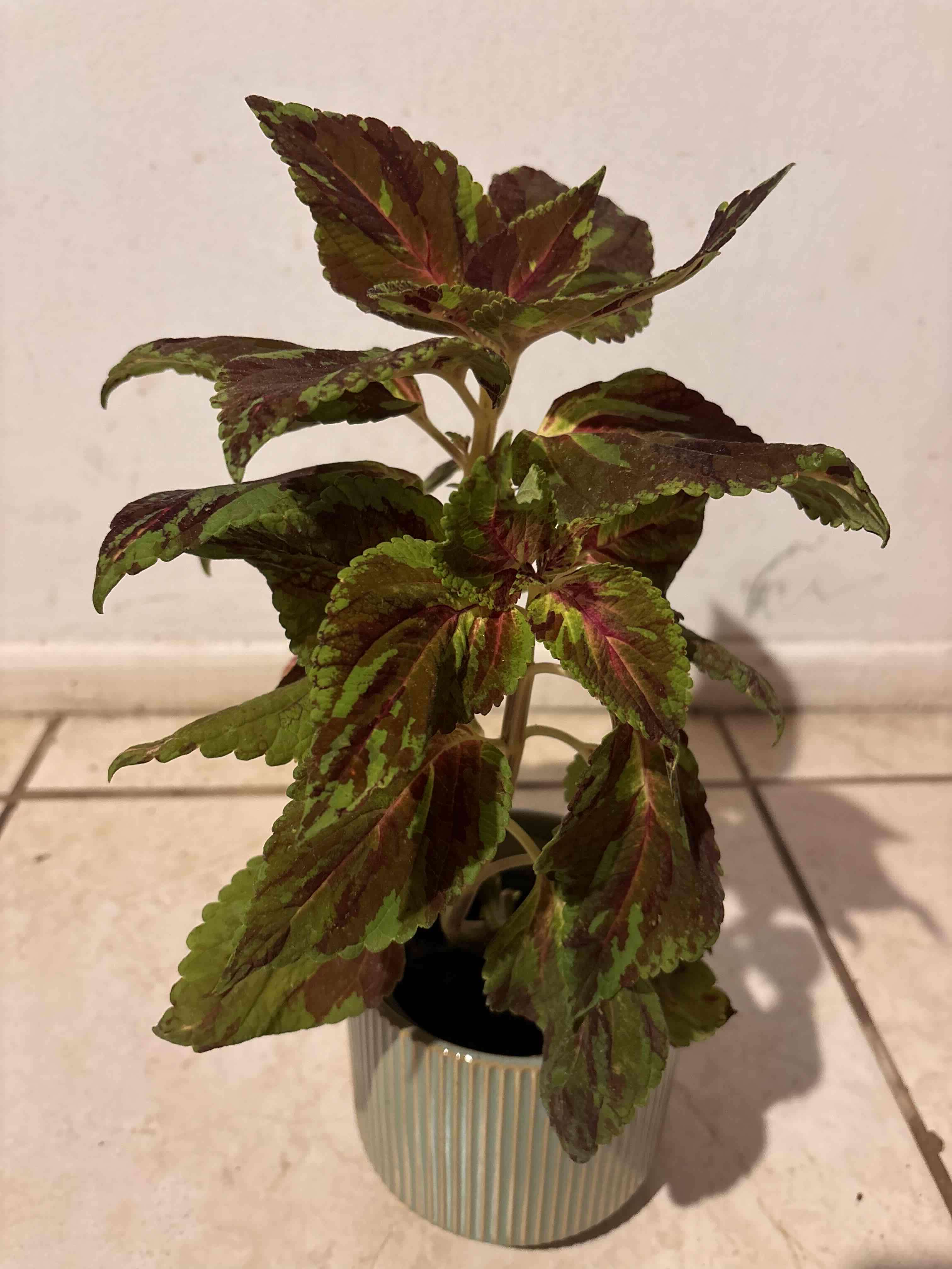 Coleus Variegado en Maceta Cerámica | Planta de - miniatura 2