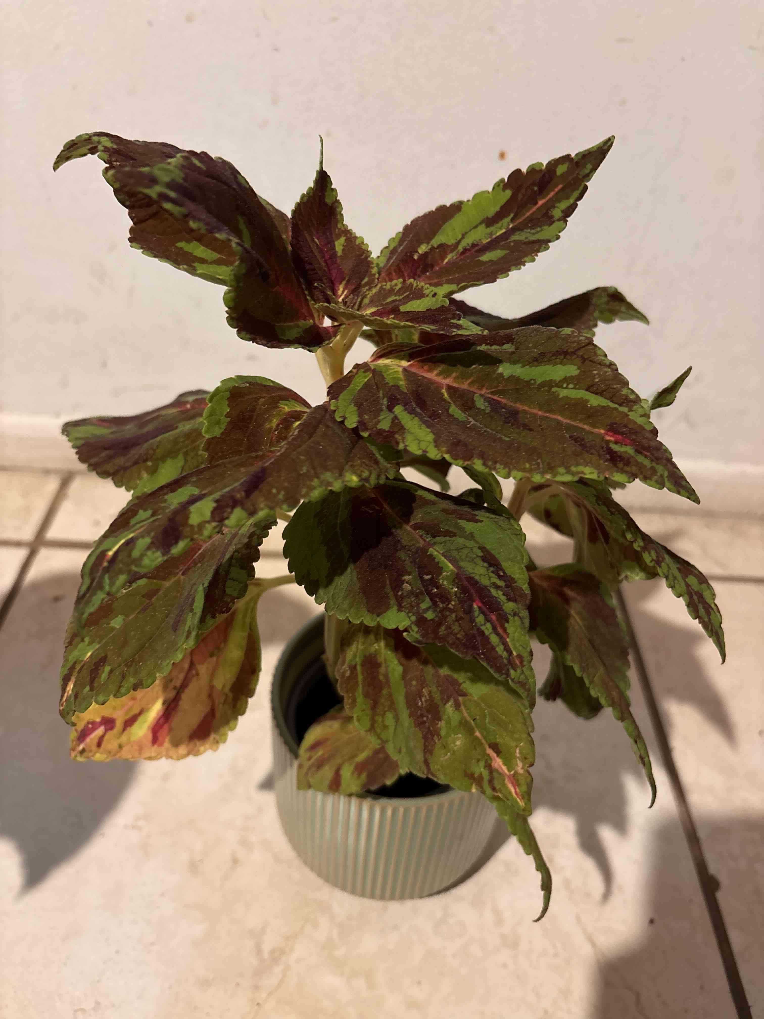 Coleus Variegado en Maceta Cerámica | Planta de - miniatura 3