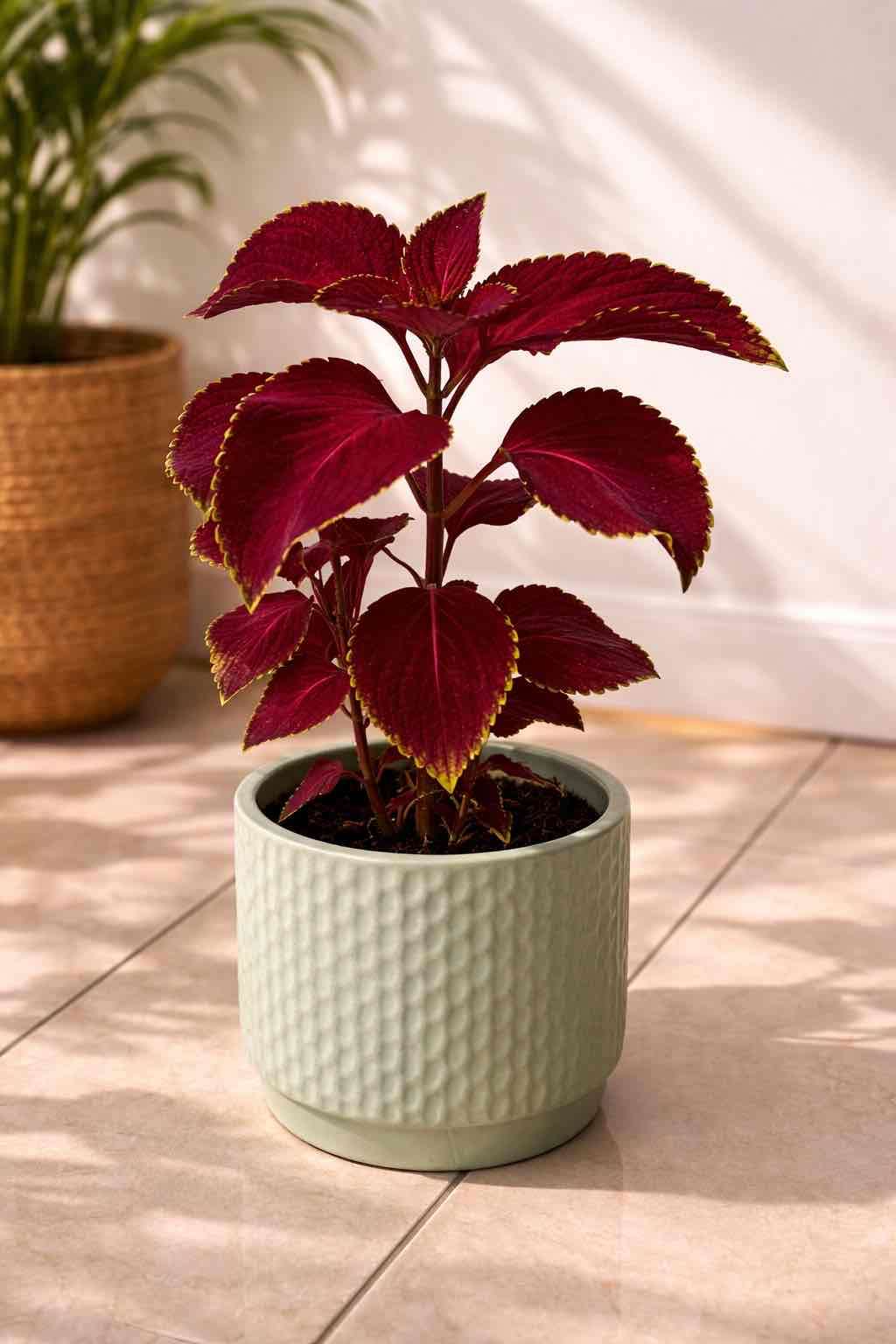 Coleus burdeo en maceta cerámica | Planta interi - miniatura 2