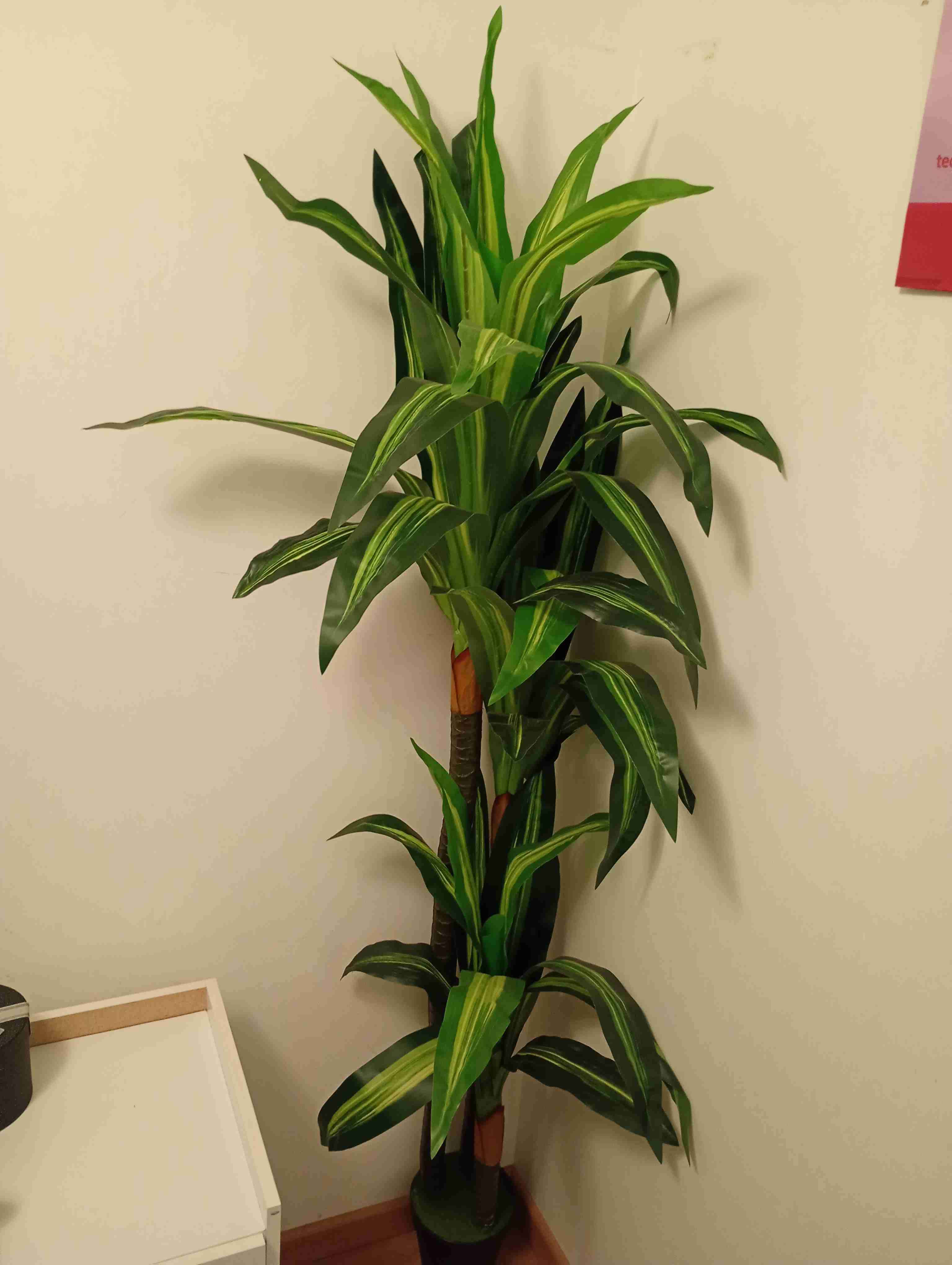 Planta decorativa alta - miniatura 2