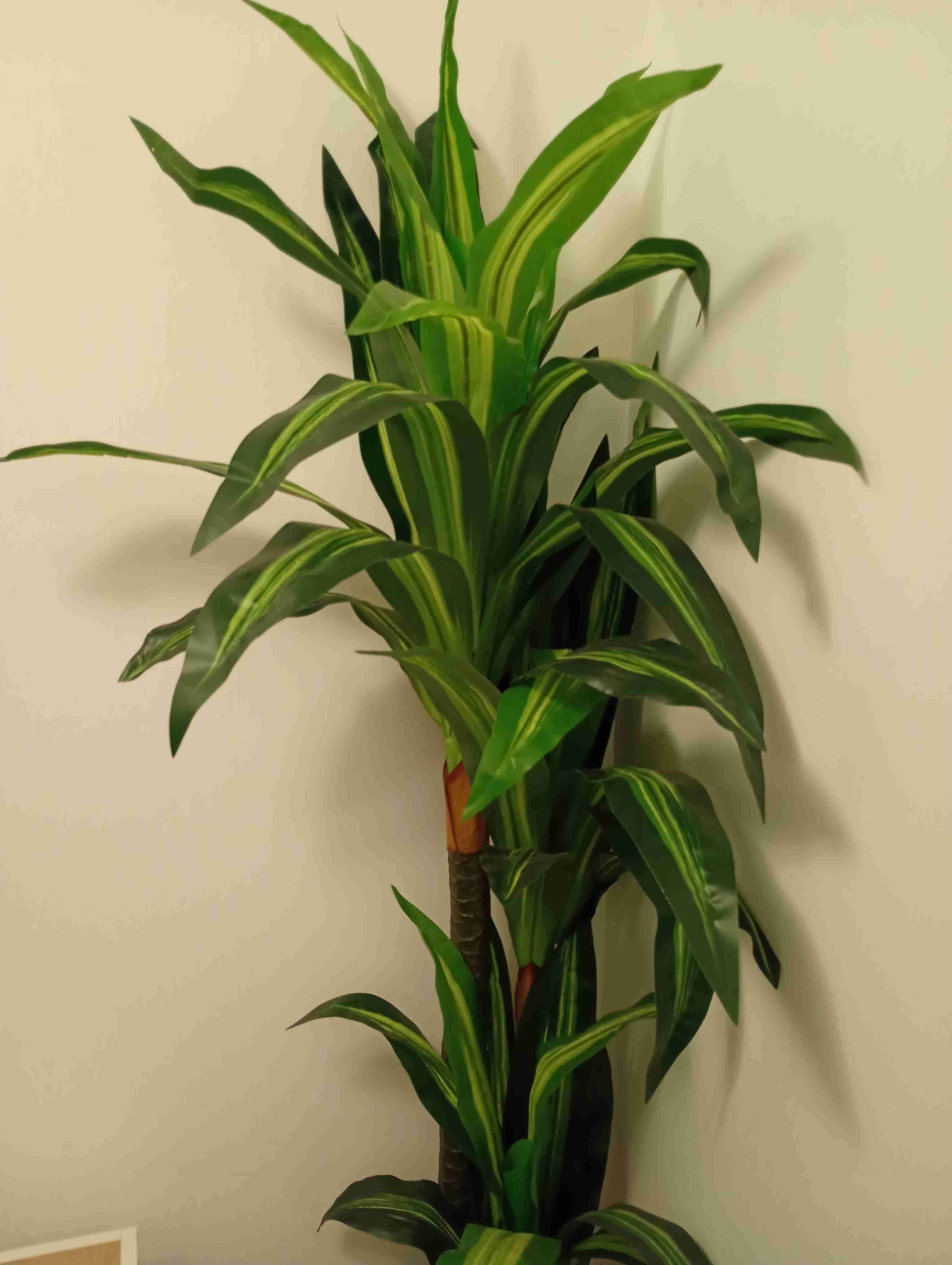 Planta decorativa alta - miniatura 3