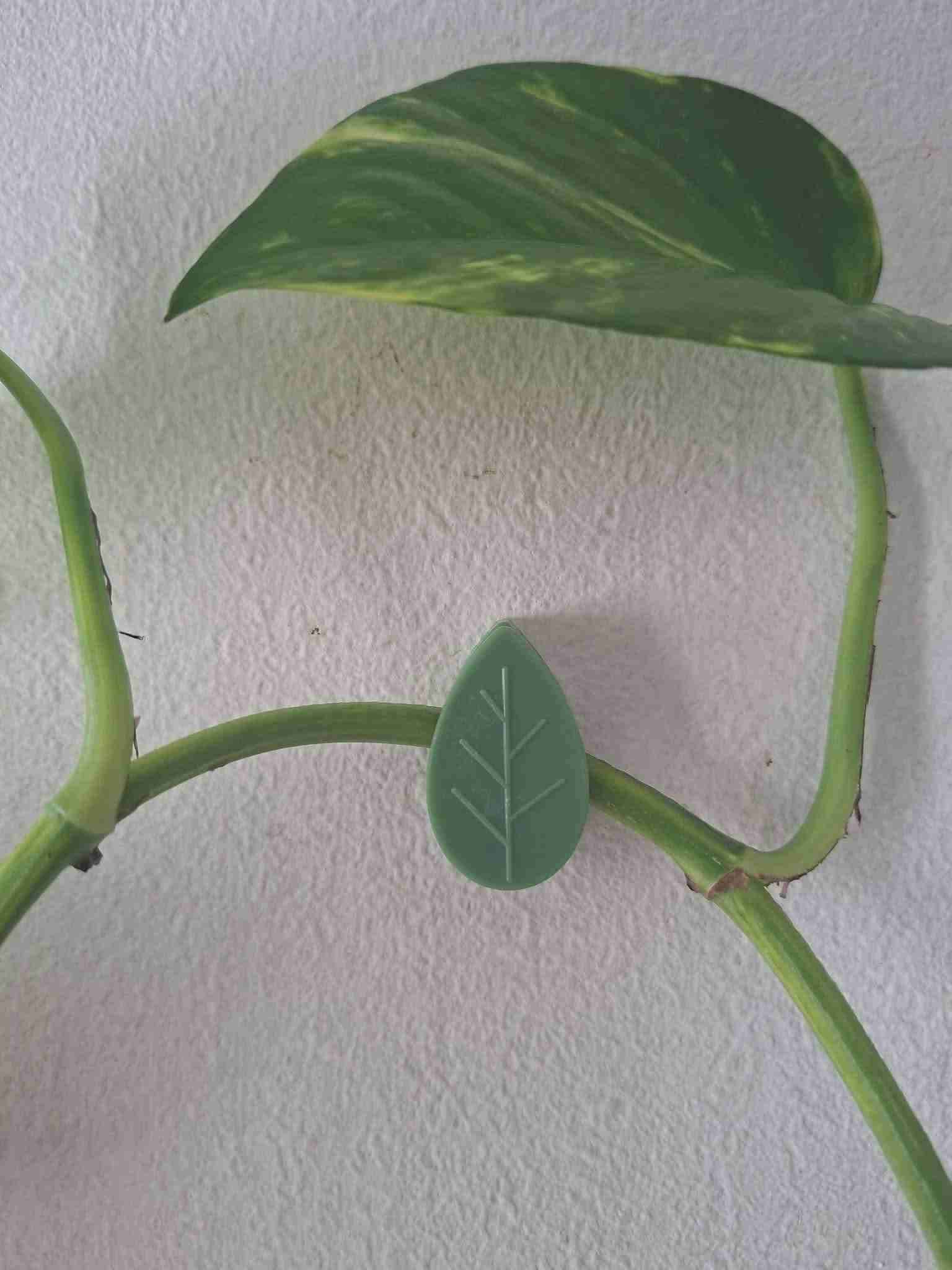 Sujetadores de hojas verdes - miniatura 3