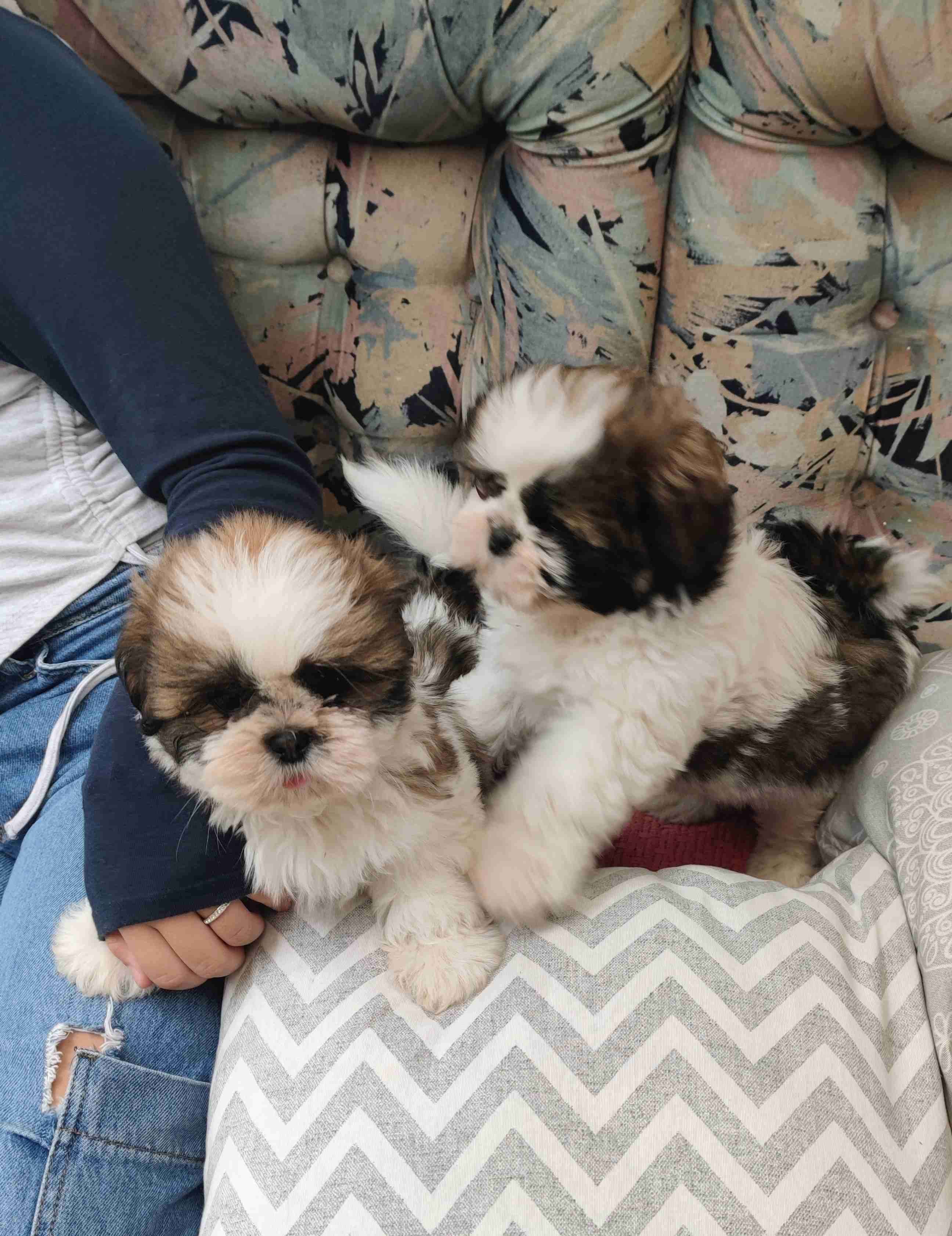 ShihTzu - miniatura 1