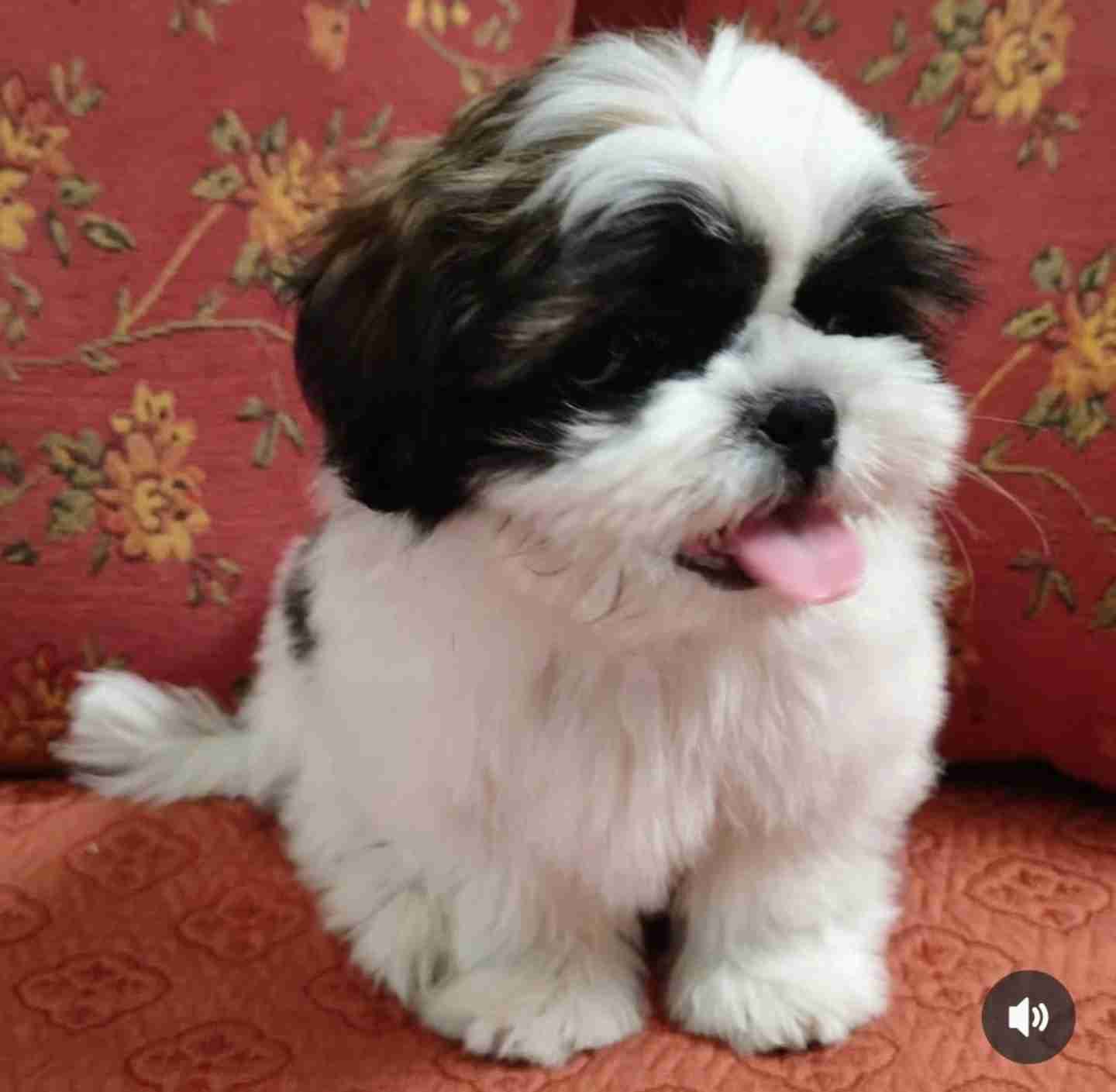 ShihTzu - miniatura 2