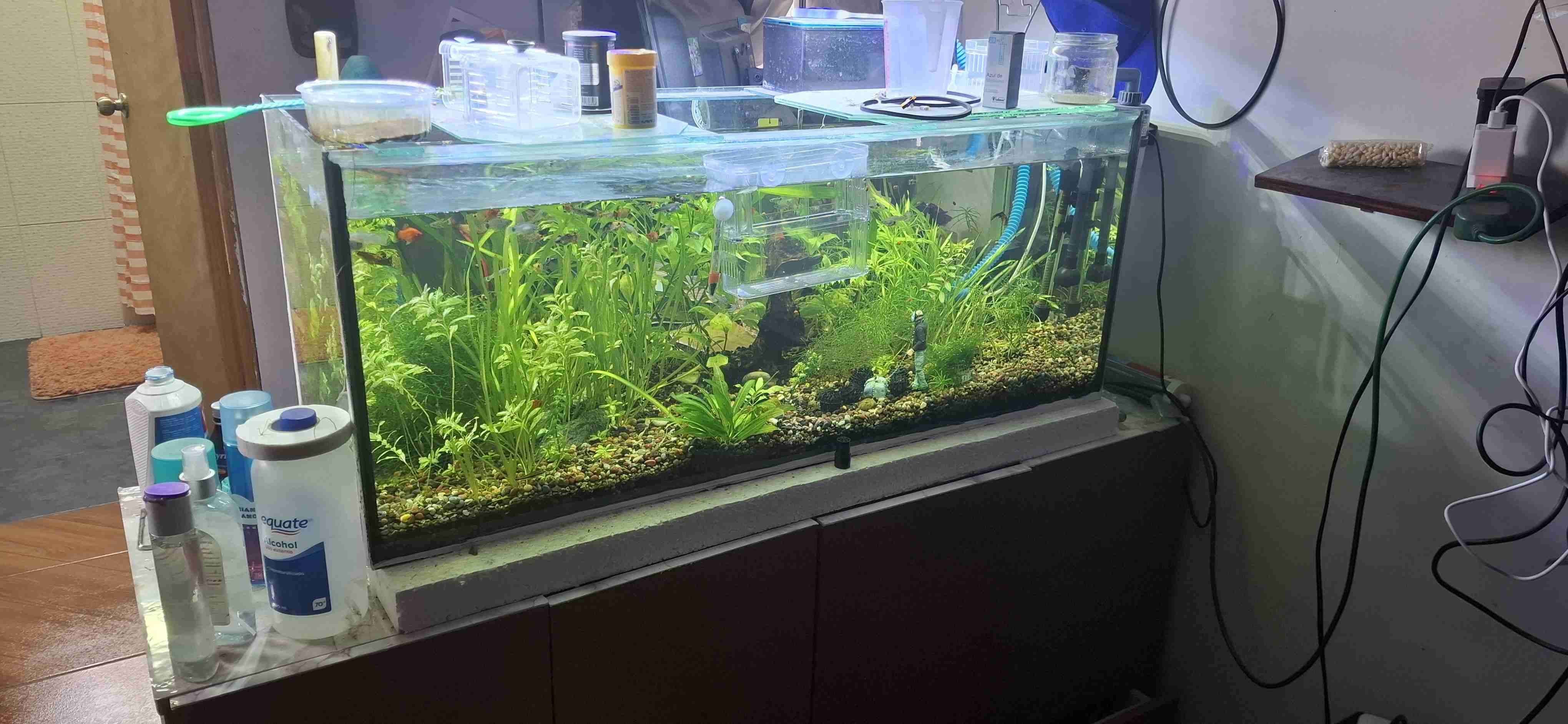 Acuario grande con plantas vivas - miniatura 1