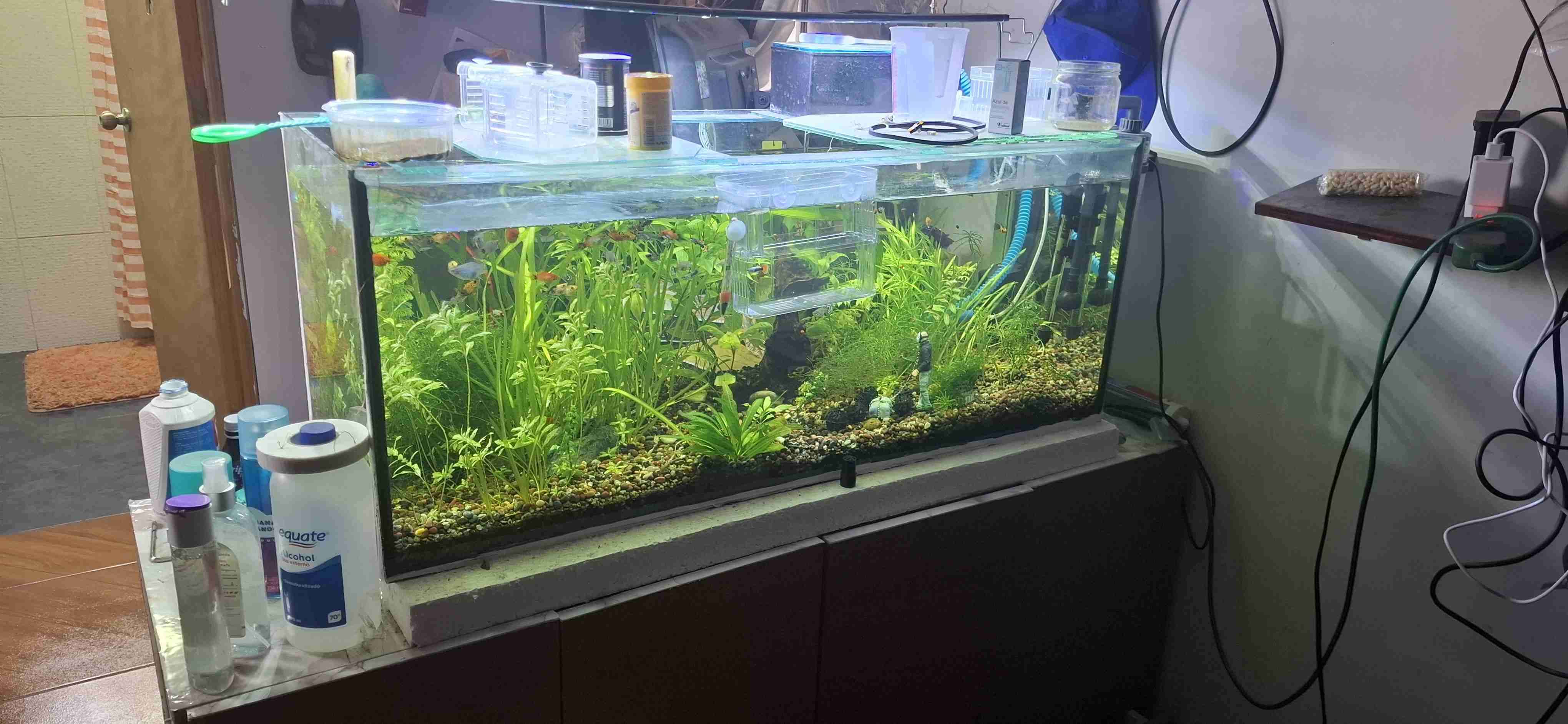 Acuario grande con plantas vivas - miniatura 2