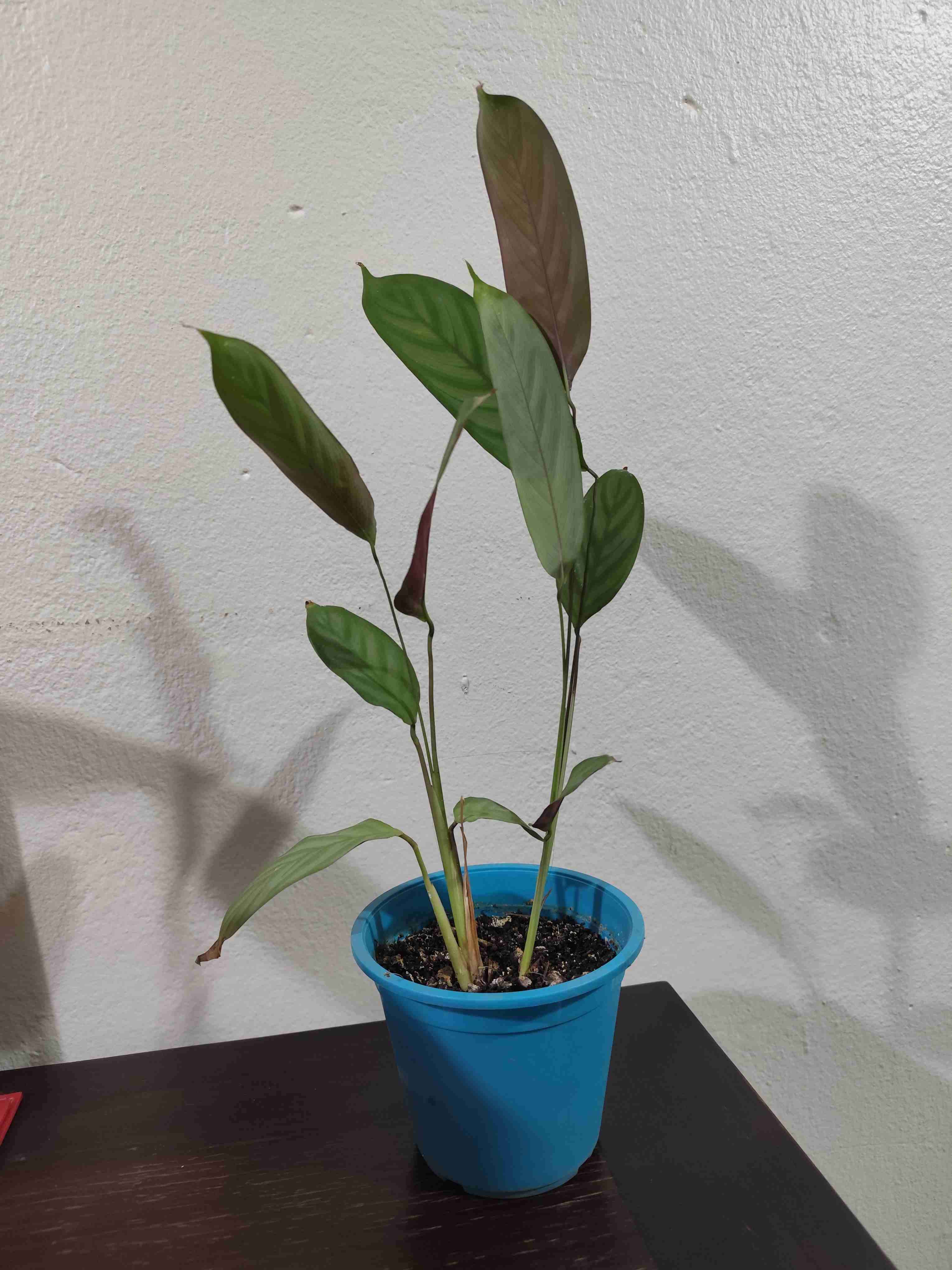 Planta de interior, Maranta. - miniatura 1