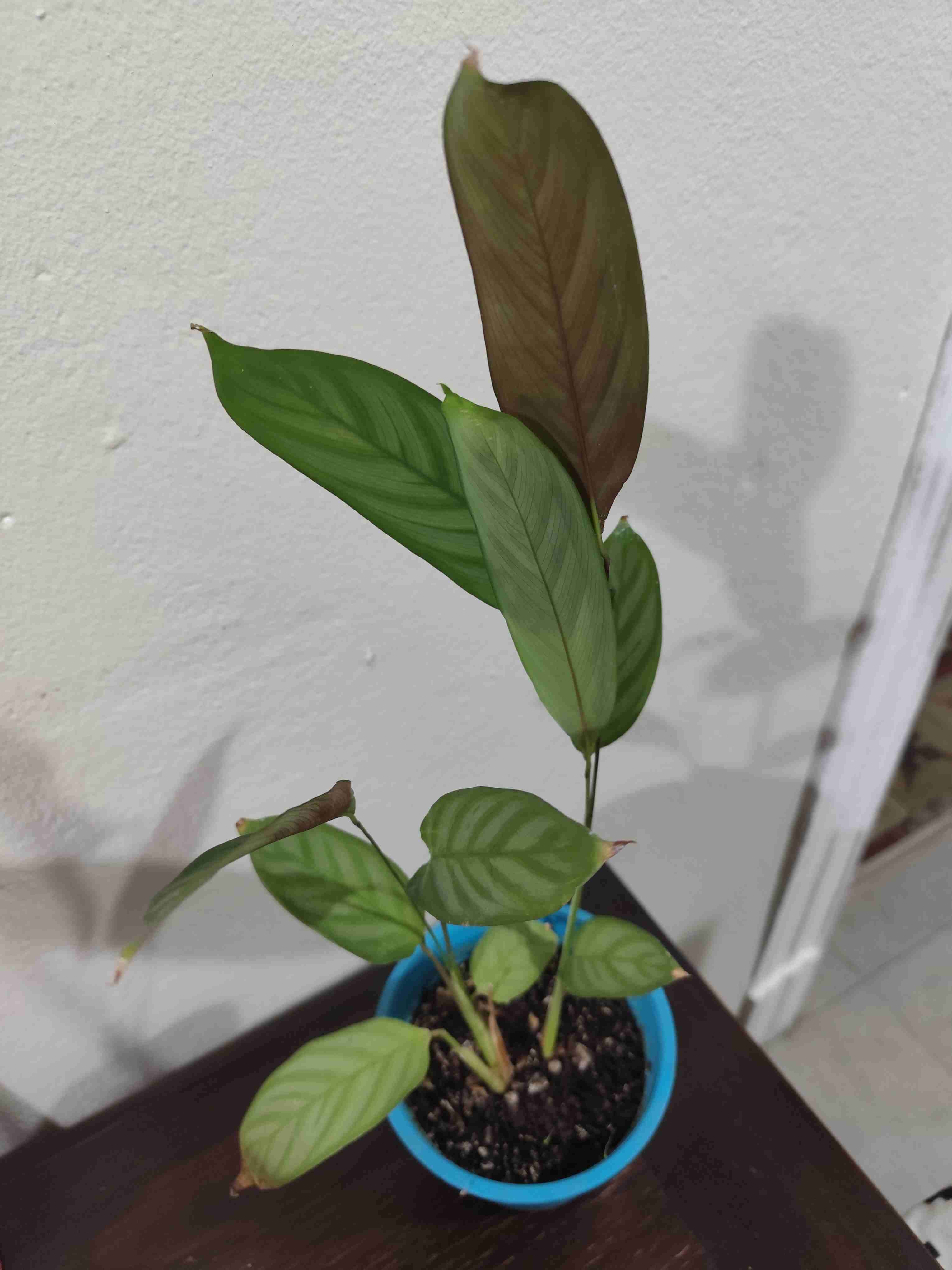 Planta de interior, Maranta. - miniatura 2