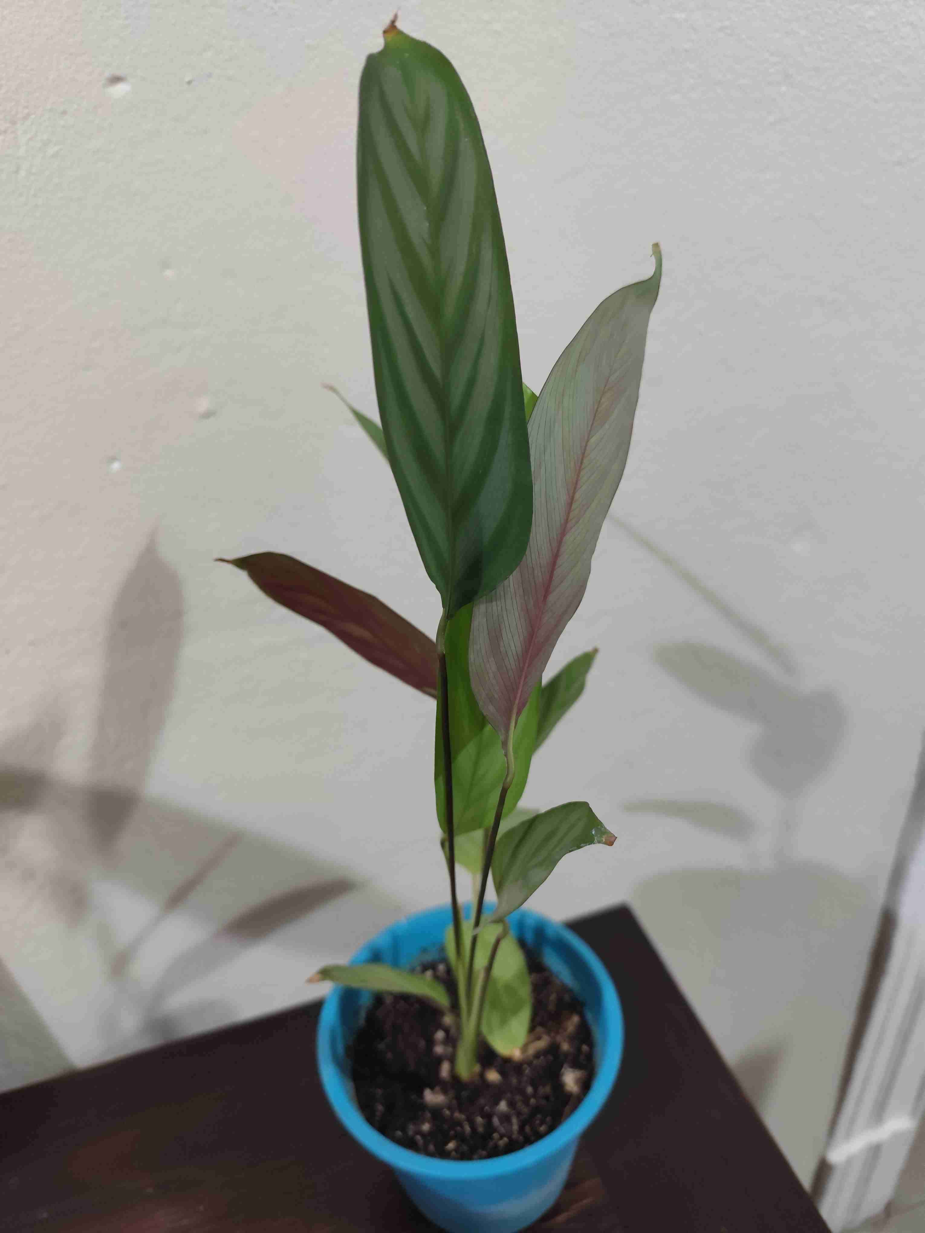 Planta de interior, Maranta. - miniatura 3